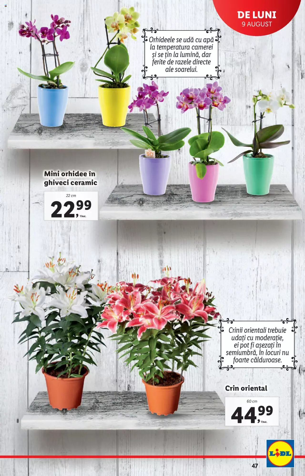 Catalog LIDL 9 - 16 August 2021 | Pagina 47