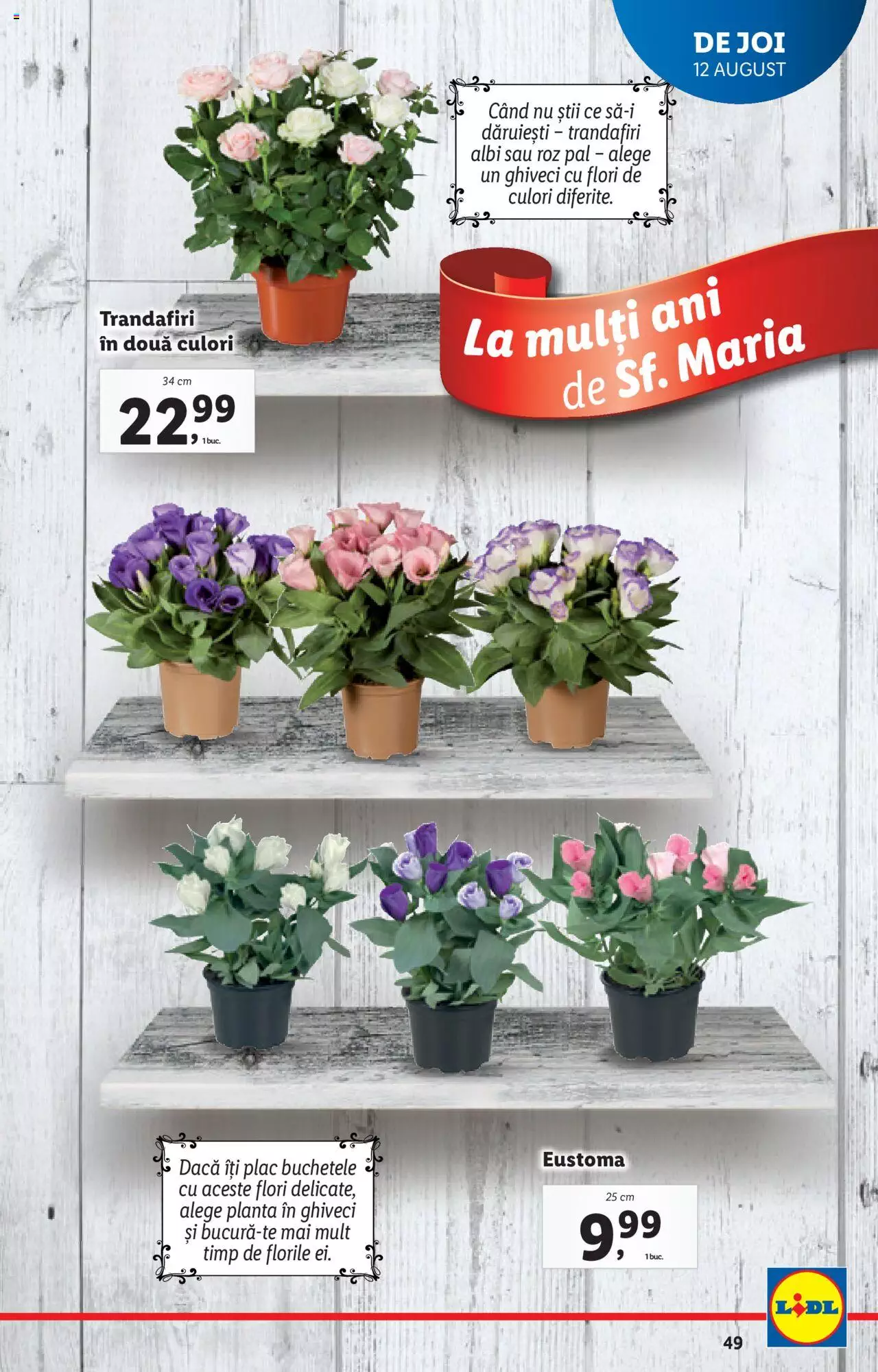 Catalog LIDL 9 - 16 August 2021 | Pagina 49