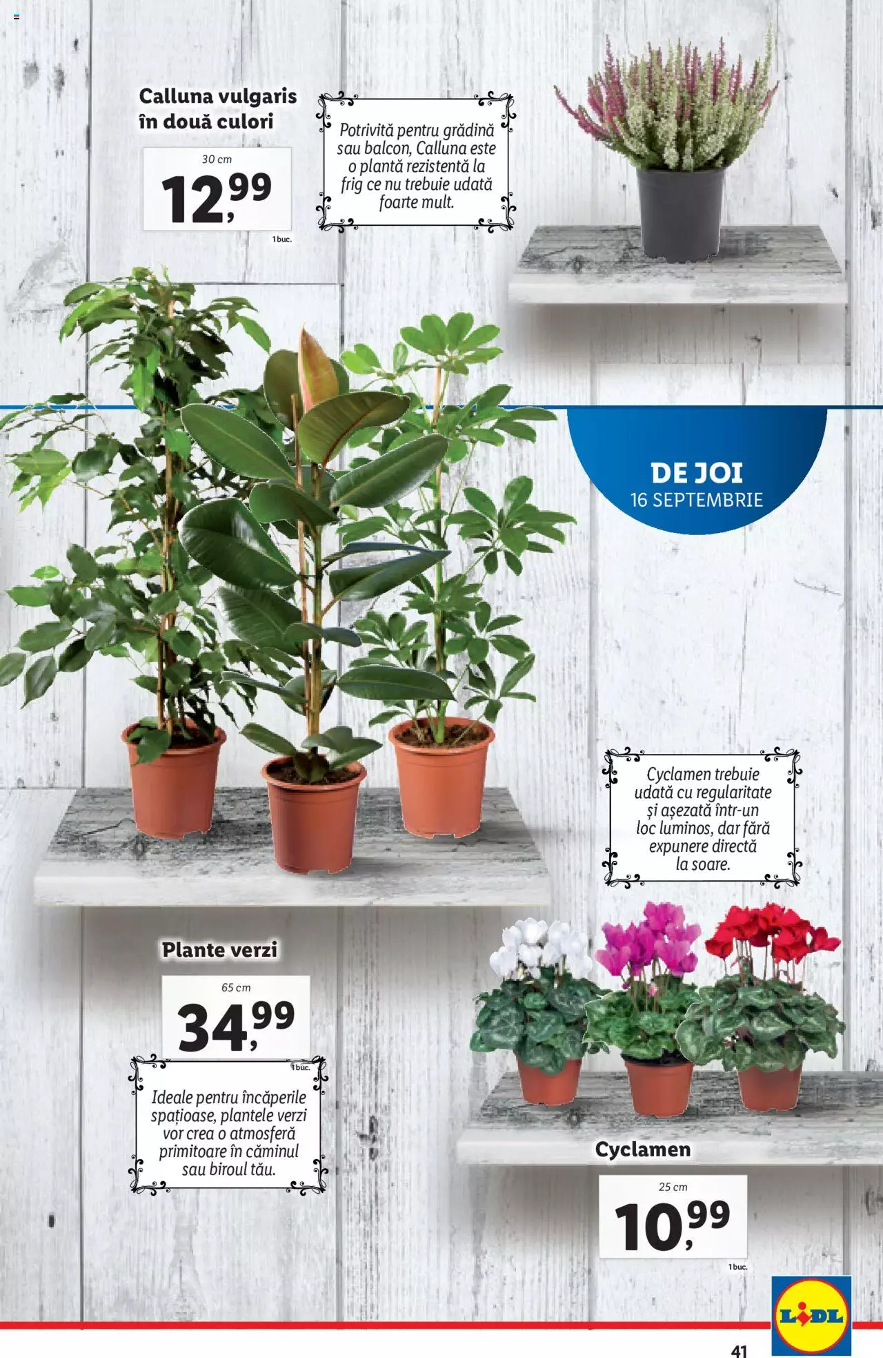 Catalog LIDL 13 - 19 Septembrie 2021 | Pagina 41