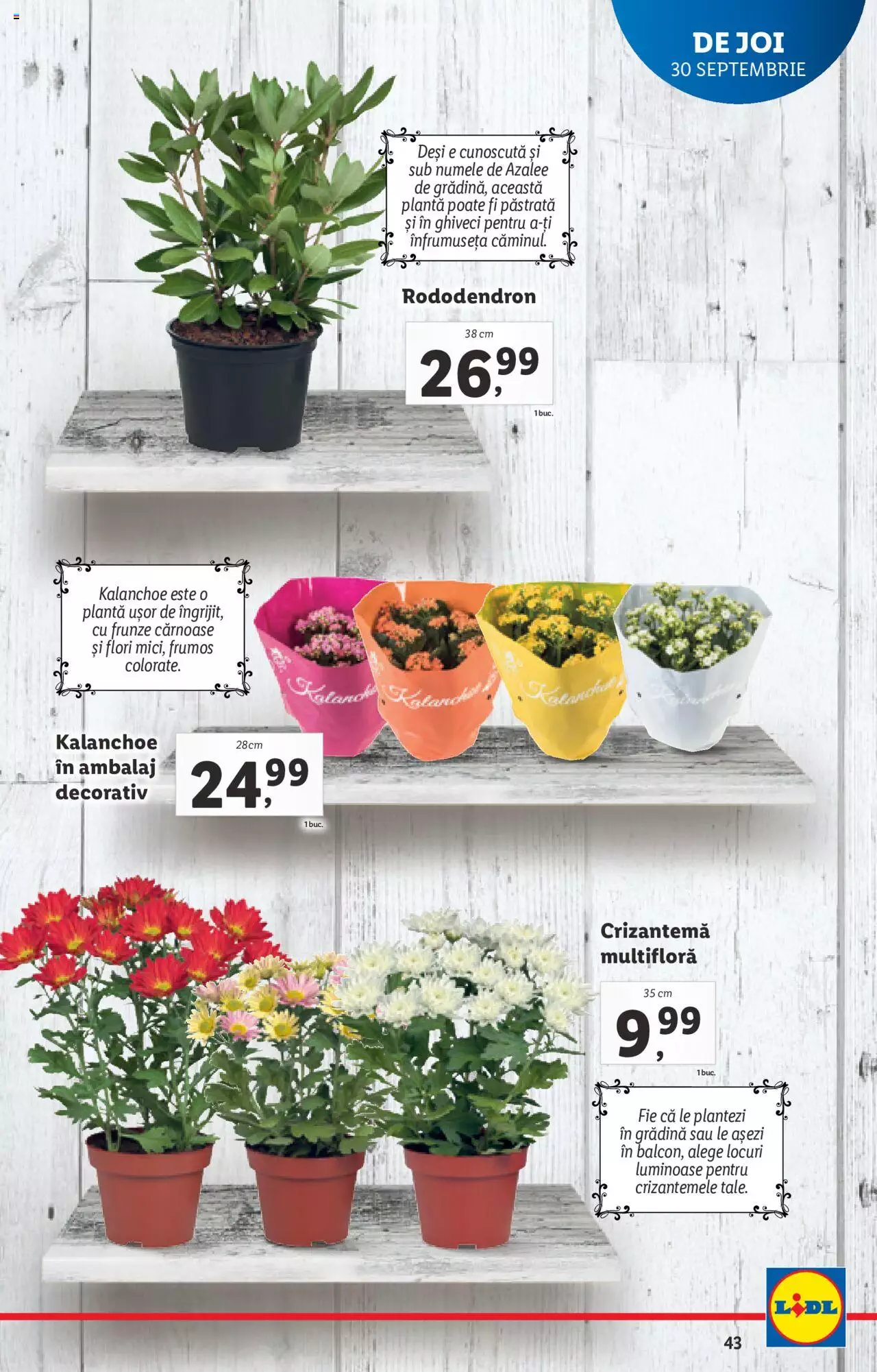 Catalog LIDL 27 Septembrie - 3 Octombrie 2021 | Pagina 43
