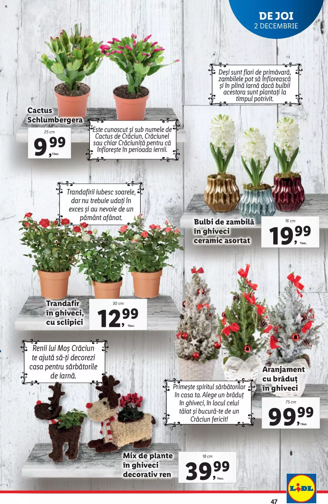 Catalog LIDL 29 Noiembrie - 5 Decembrie 2021 | Pagina 47