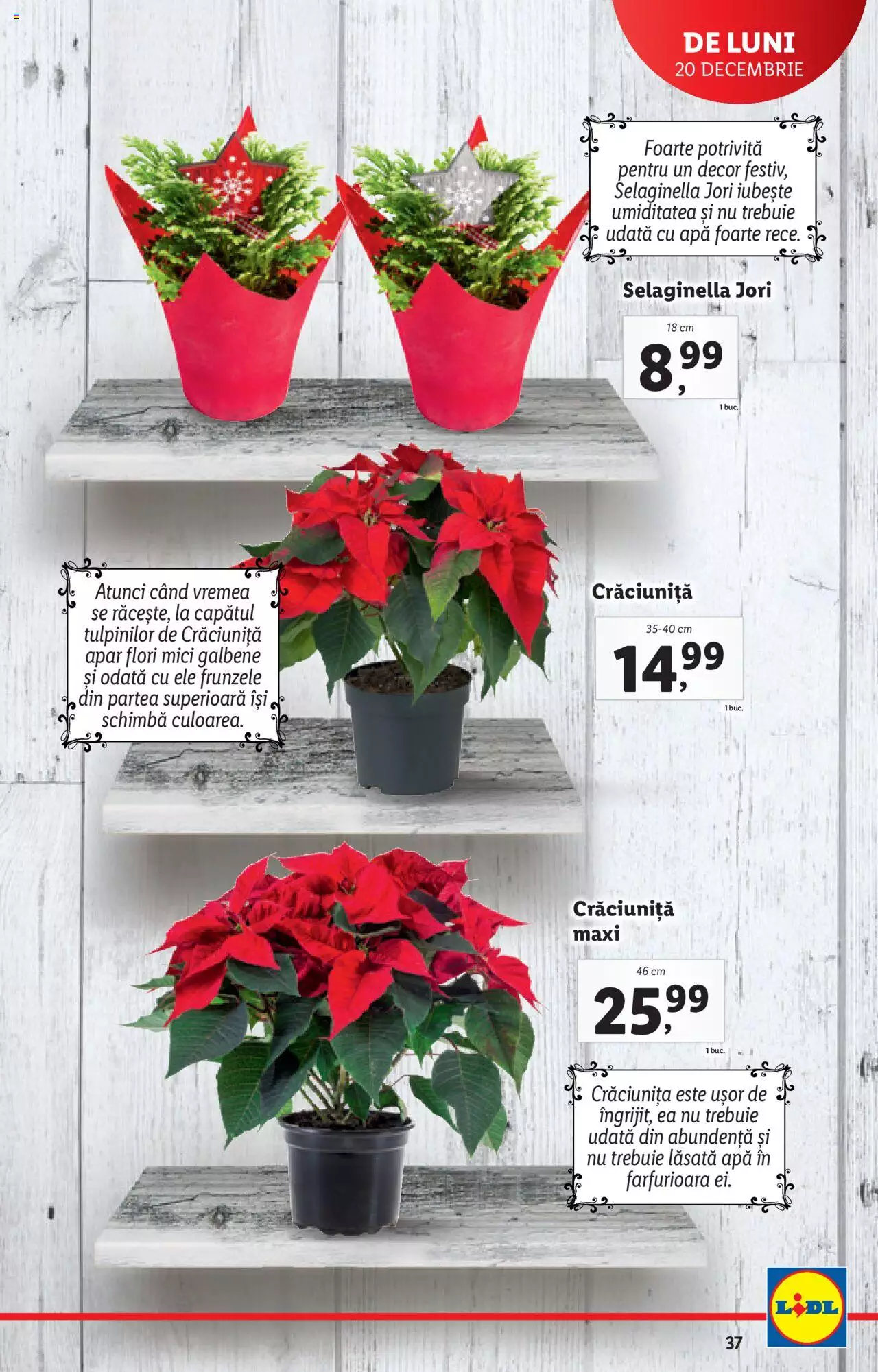 Catalog LIDL 20 - 24 Decembrie 2021 | Pagina 37