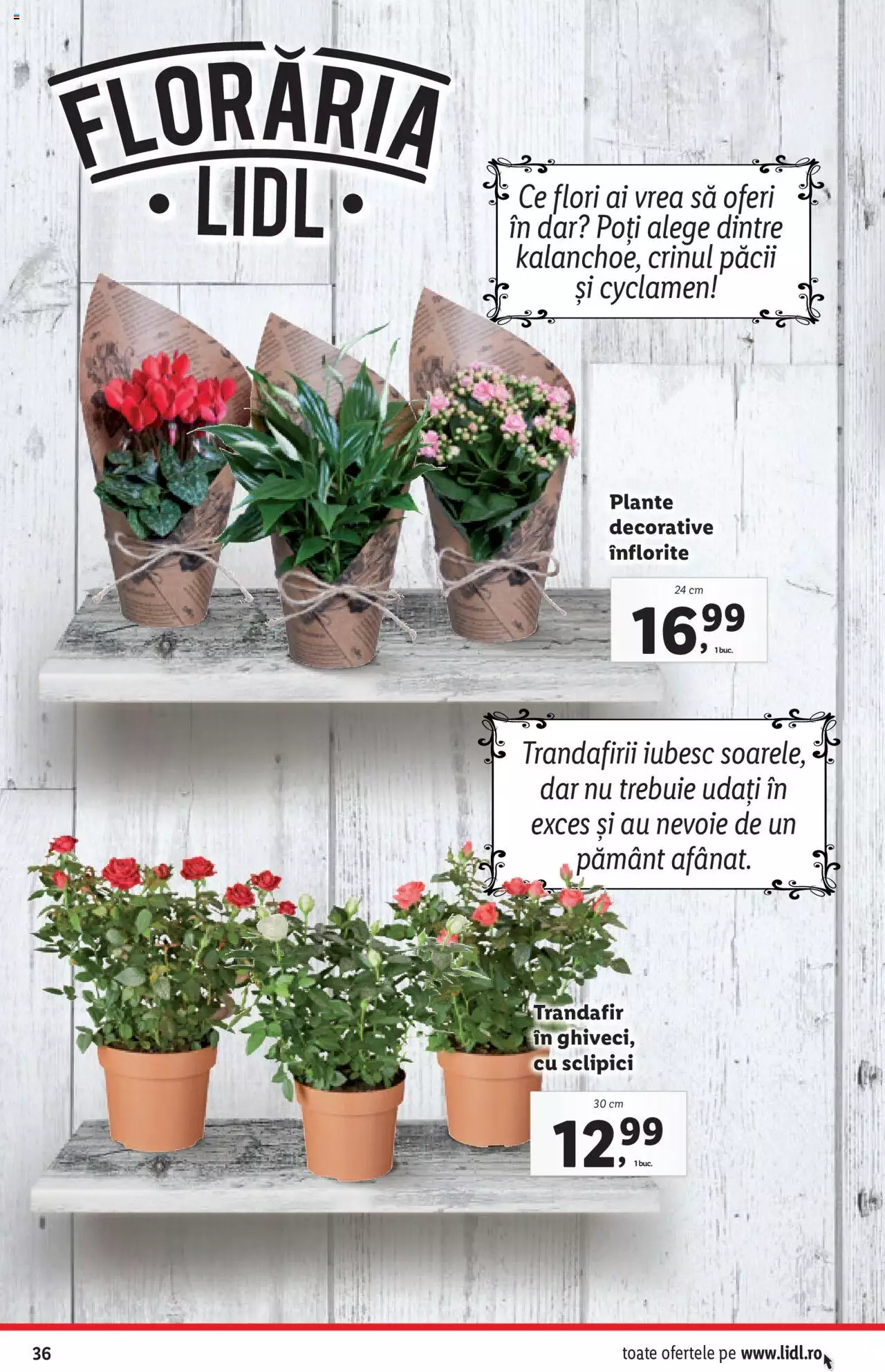 Catalog LIDL 27 Decembrie 2021 - 2 Ianuarie 2022 | Pagina 36
