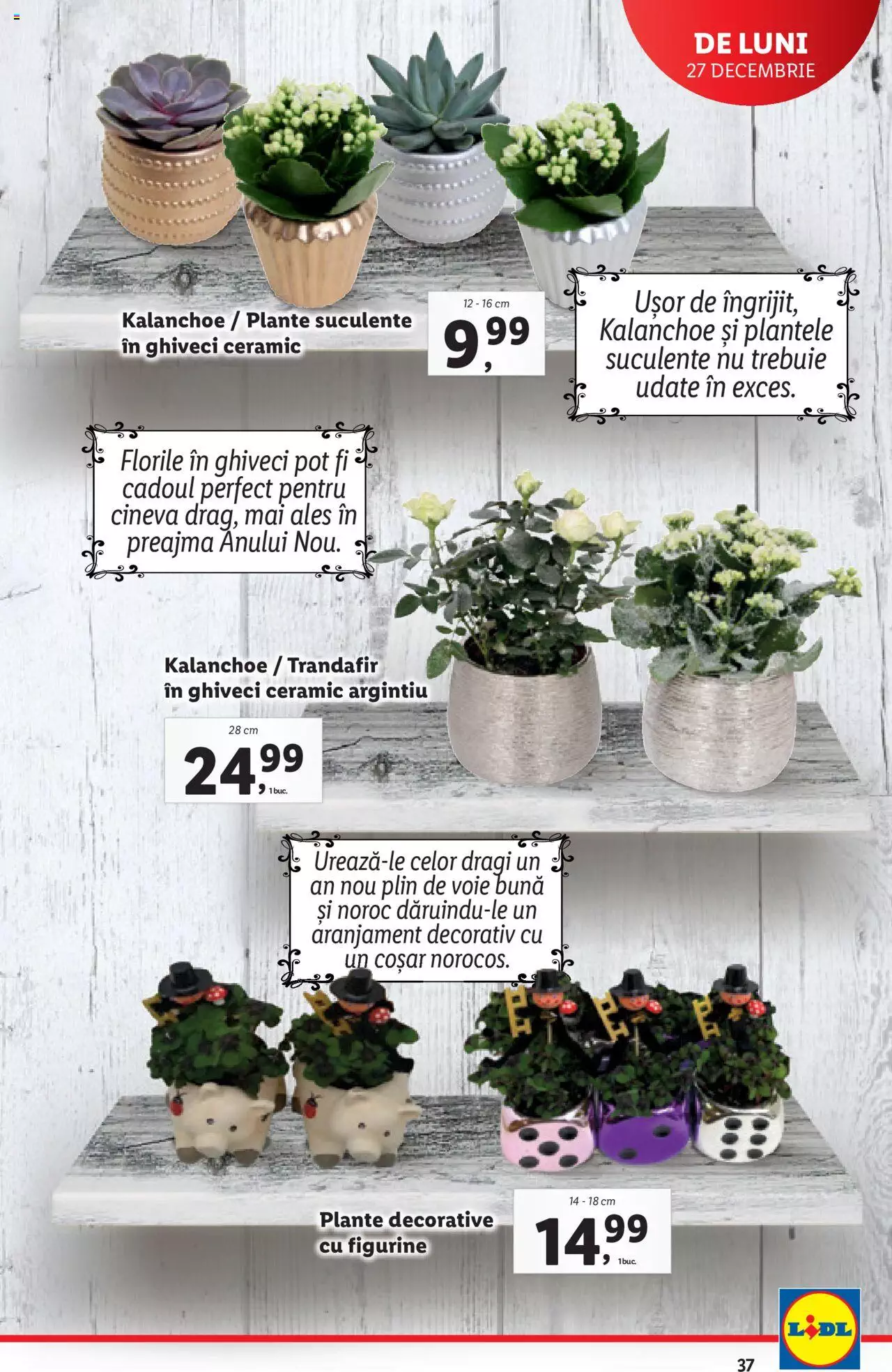 Catalog LIDL 27 Decembrie 2021 - 2 Ianuarie 2022 | Pagina 37