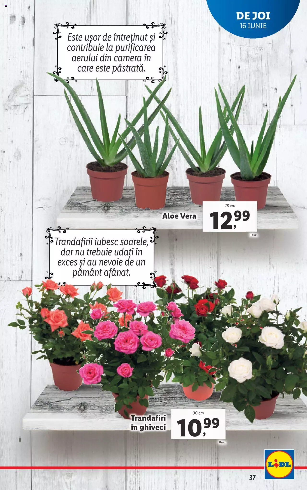 Catalog LIDL 13 - 19 Iunie 2022 | Pagina 37