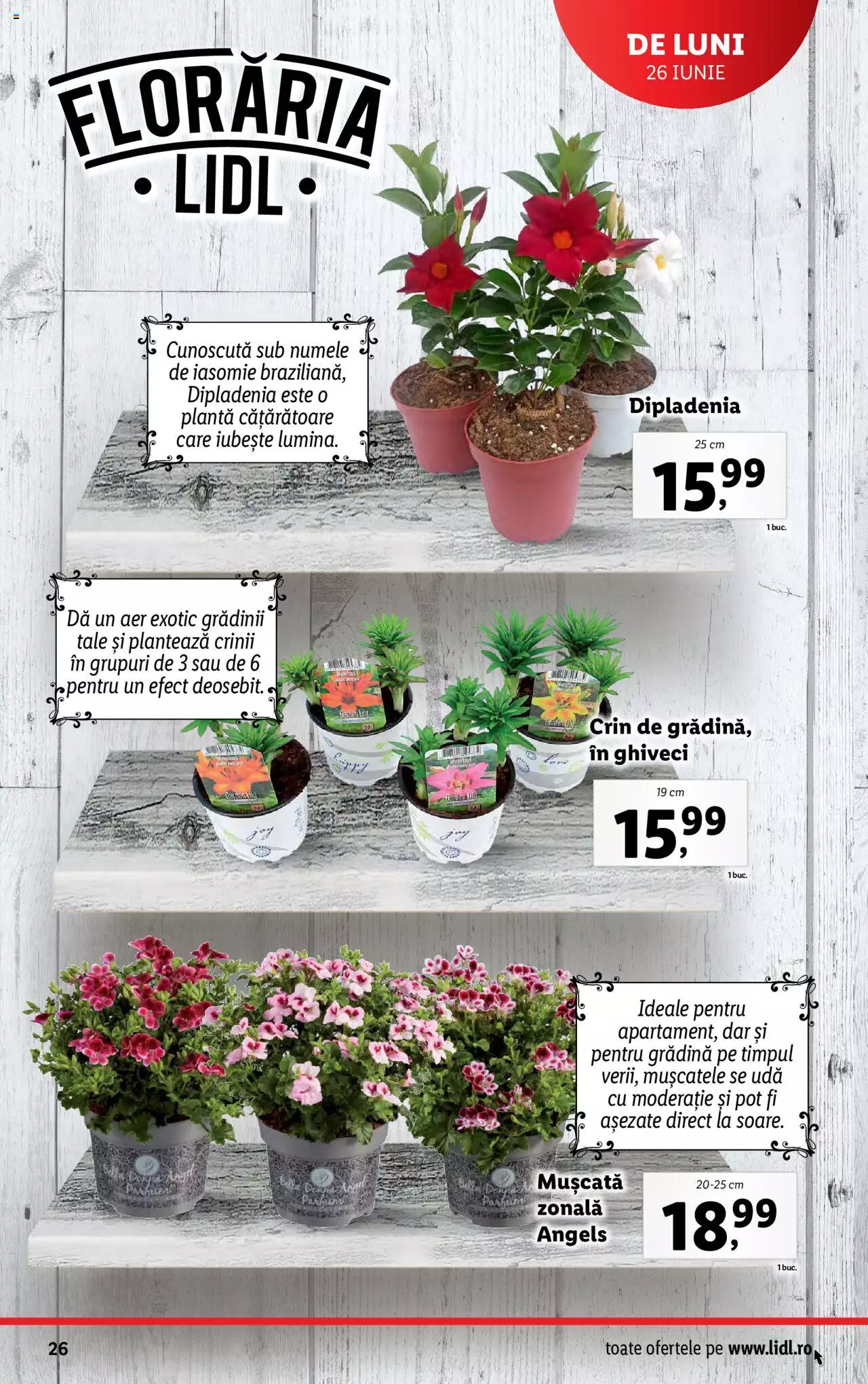 Catalog LIDL 26 Iunie - 2 Iulie 2023 | Pagina 26