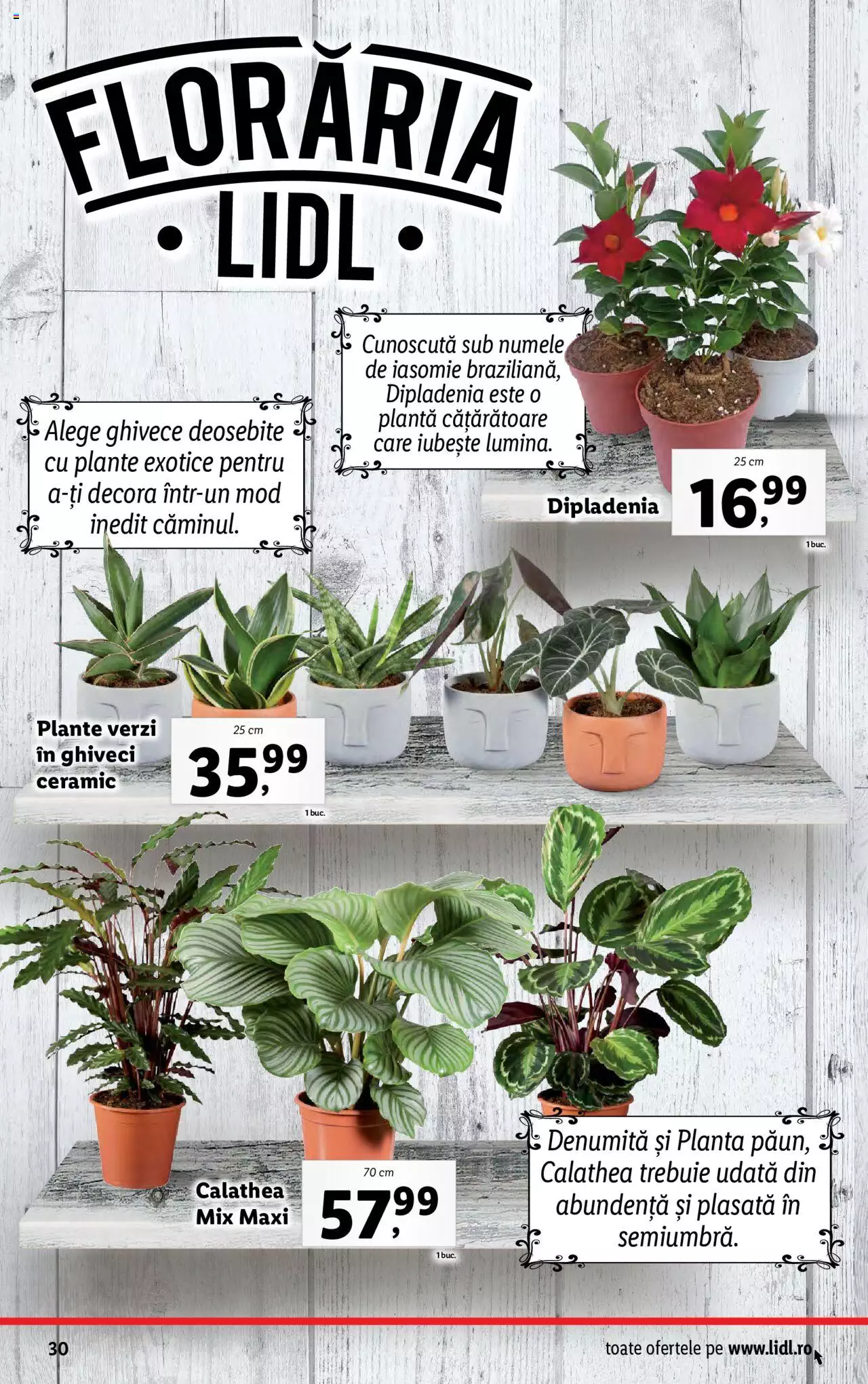 Catalog LIDL 7 - 13 August 2023 | Pagina 30