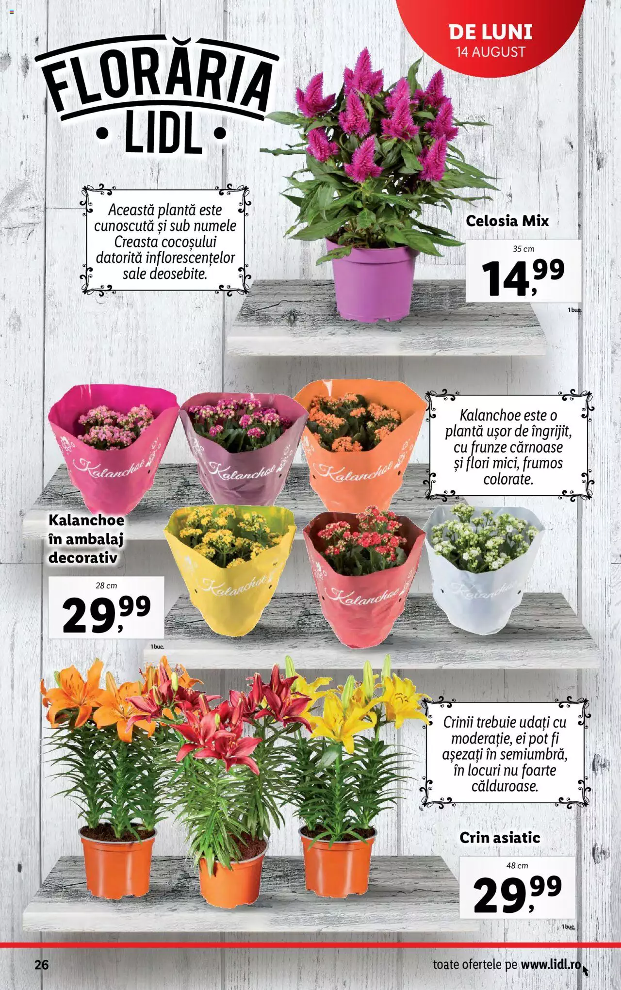 Catalog LIDL 14 - 20 August 2023 | Pagina 26