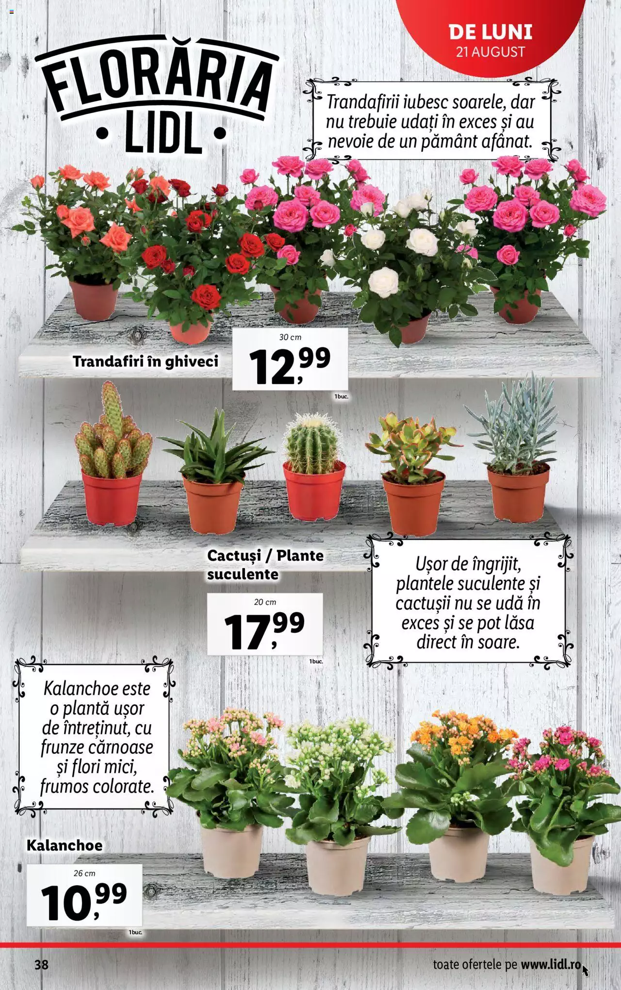 Catalog LIDL 21 - 27 August 2023 | Pagina 38