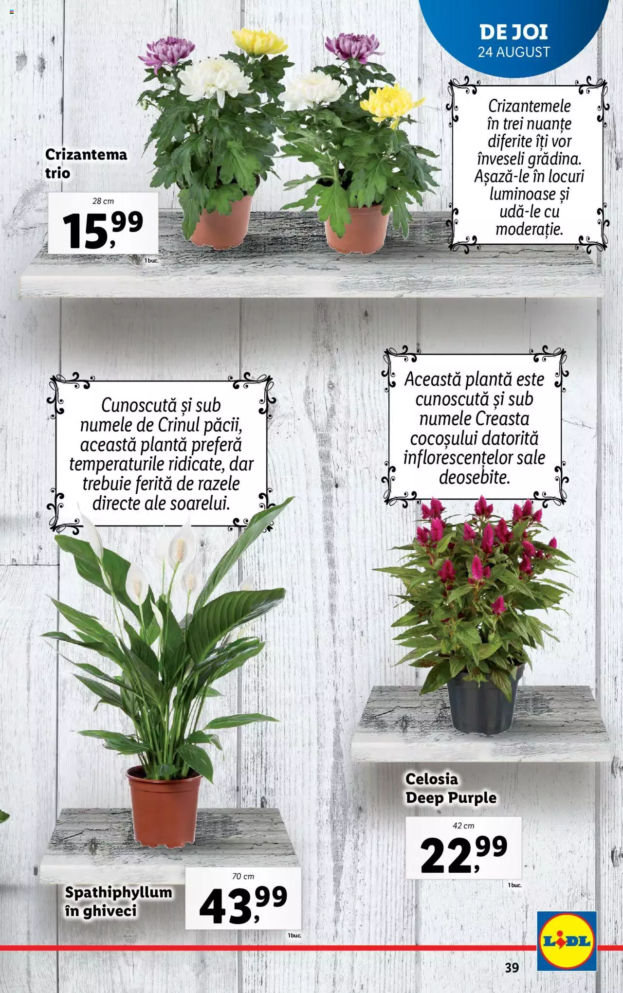 Catalog LIDL 21 - 27 August 2023 | Pagina 39
