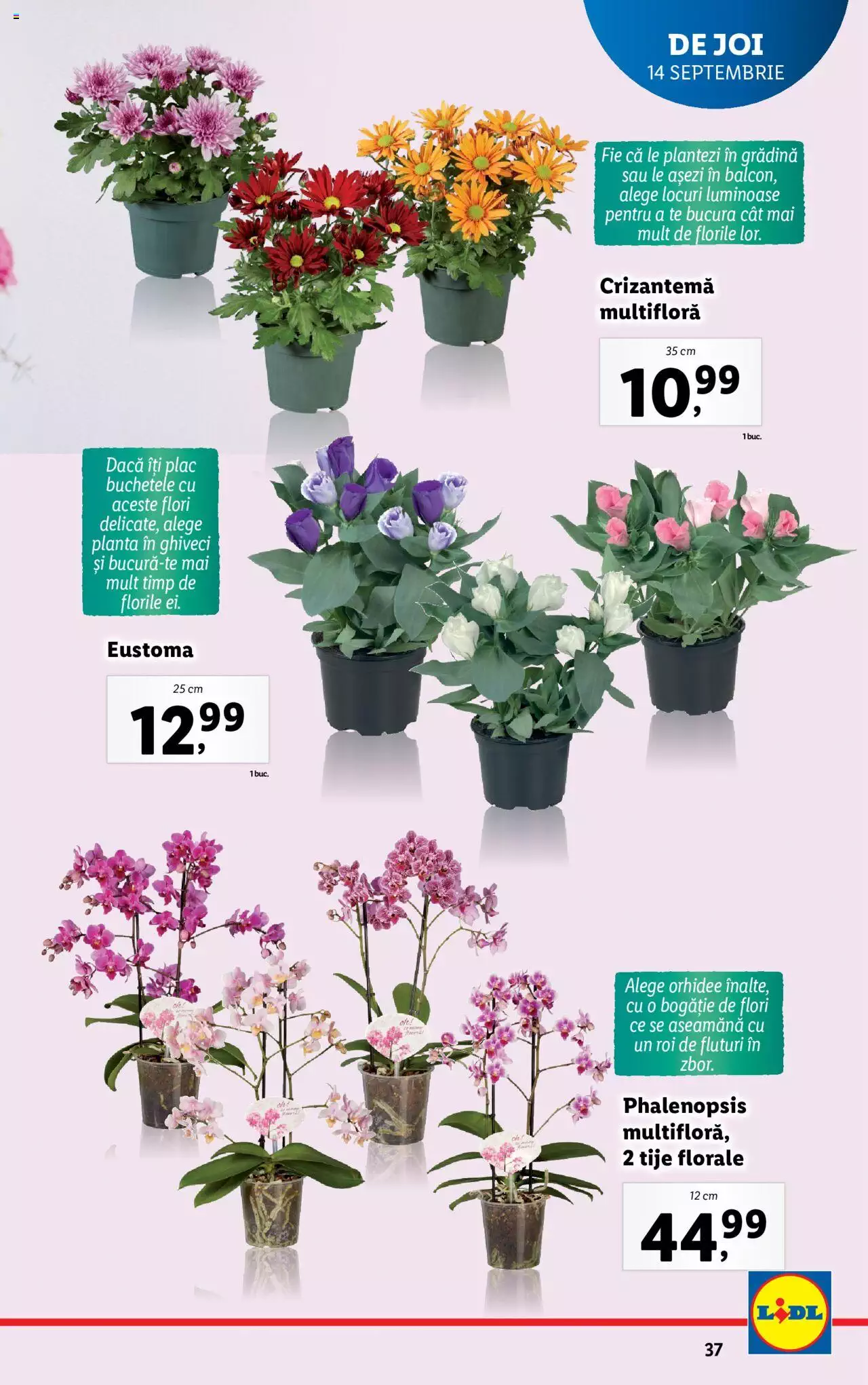 Catalog LIDL 11 - 17 Septembrie 2023 | Pagina 37