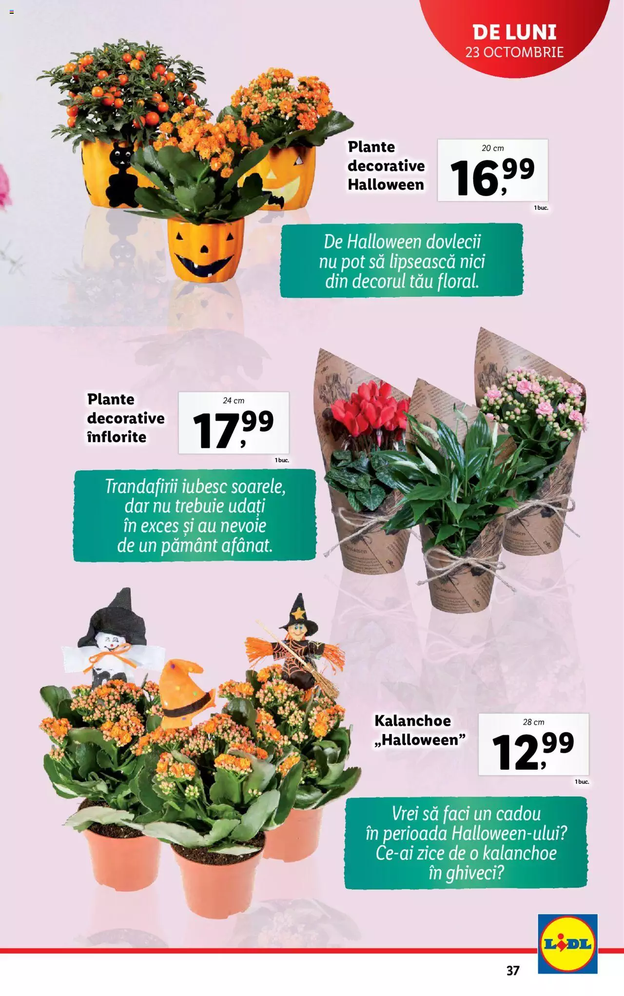 Catalog LIDL 23 - 29 Octombrie 2023 | Pagina 37