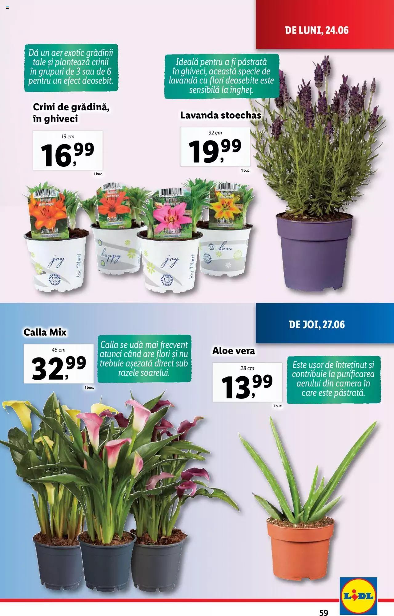 Catalog LIDL 24 - 30 Iunie 2024 | Pagina 59