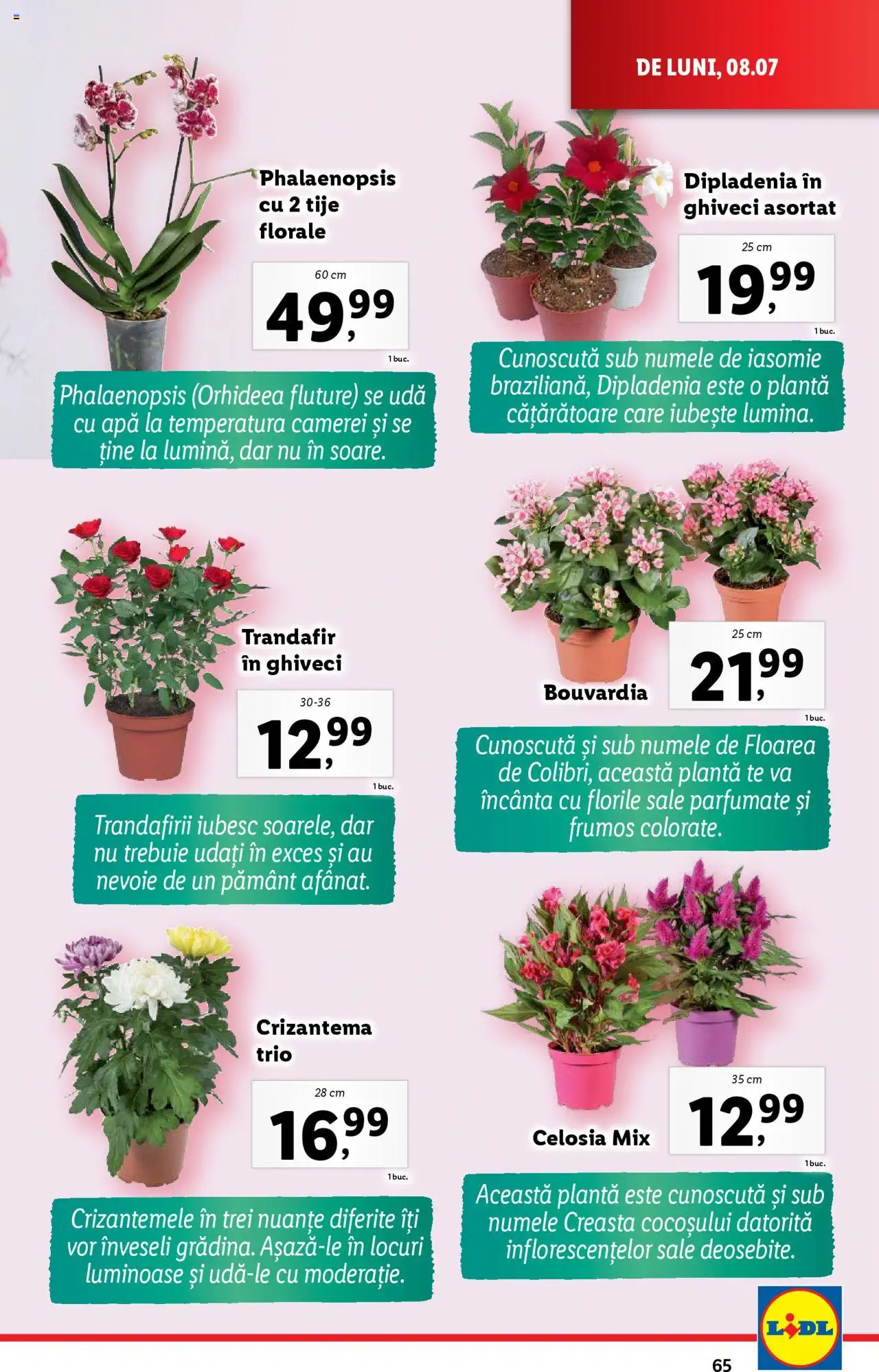 Catalog LIDL 8 - 14 Iulie 2024 | Pagina 65