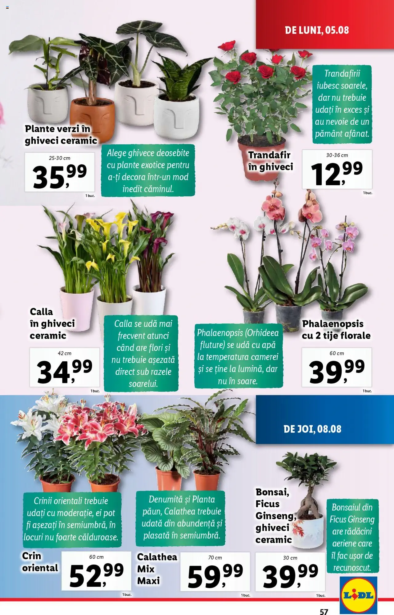 Catalog LIDL 5 - 11 August 2024 | Pagina 57