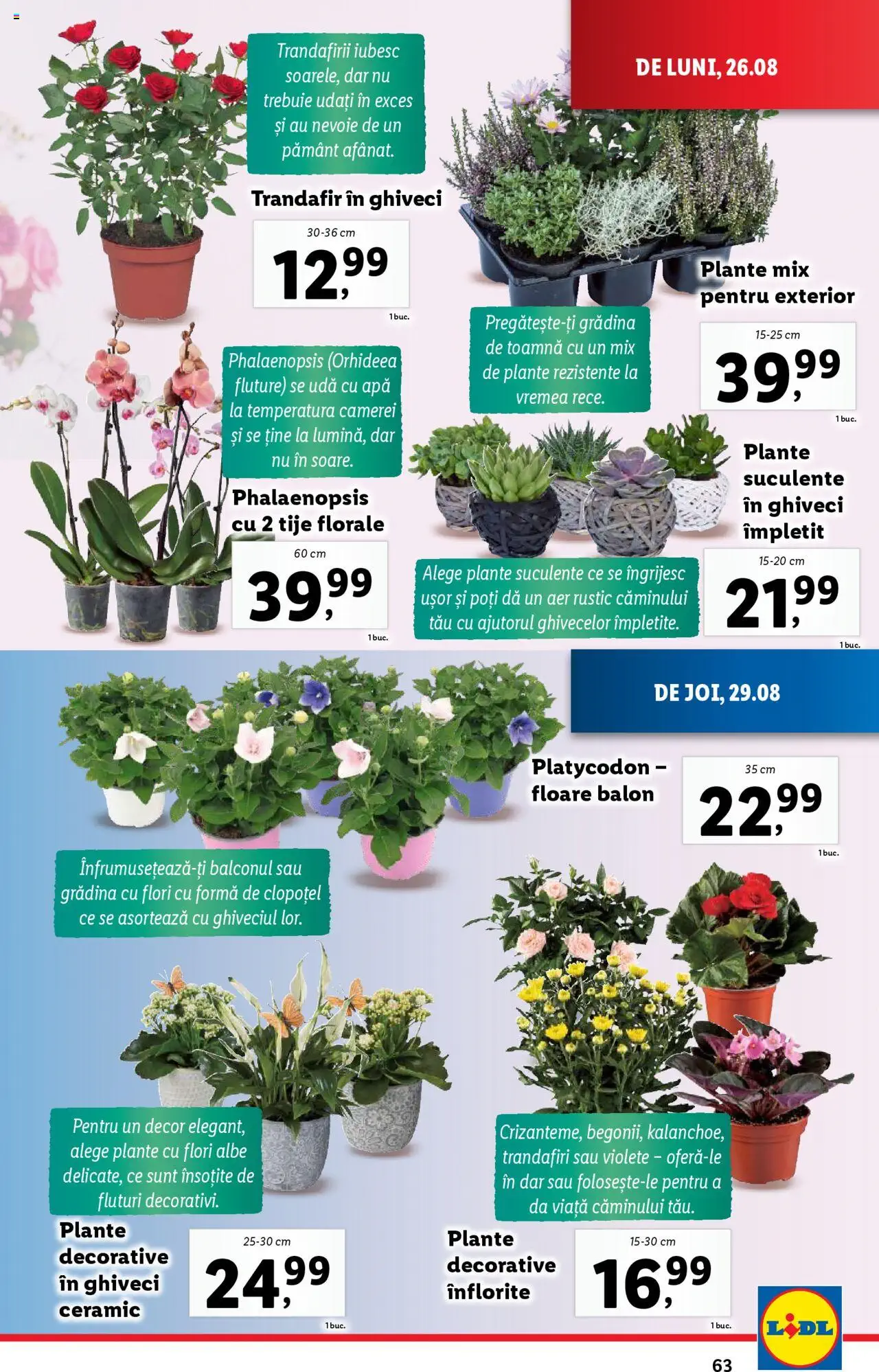 Catalog LIDL 26 August - 1 Septembrie 2024 | Pagina 63