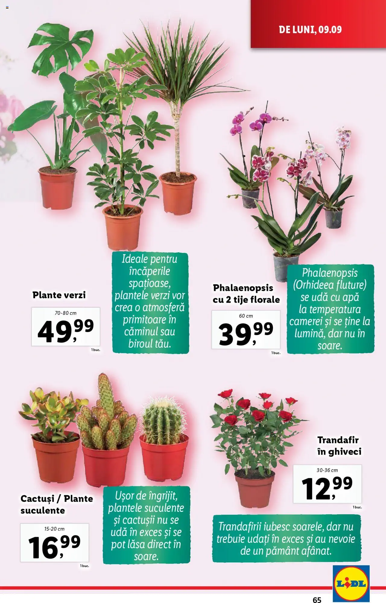Catalog LIDL 9 - 15 Septembrie 2024 | Pagina 65