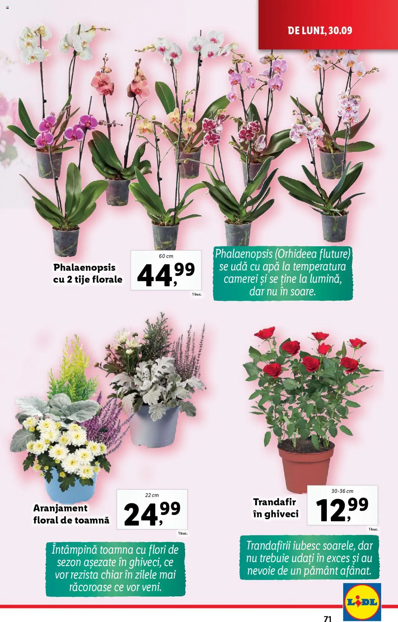 Catalog LIDL 30 Septembrie - 6 Octombrie 2024 | Pagina 71
