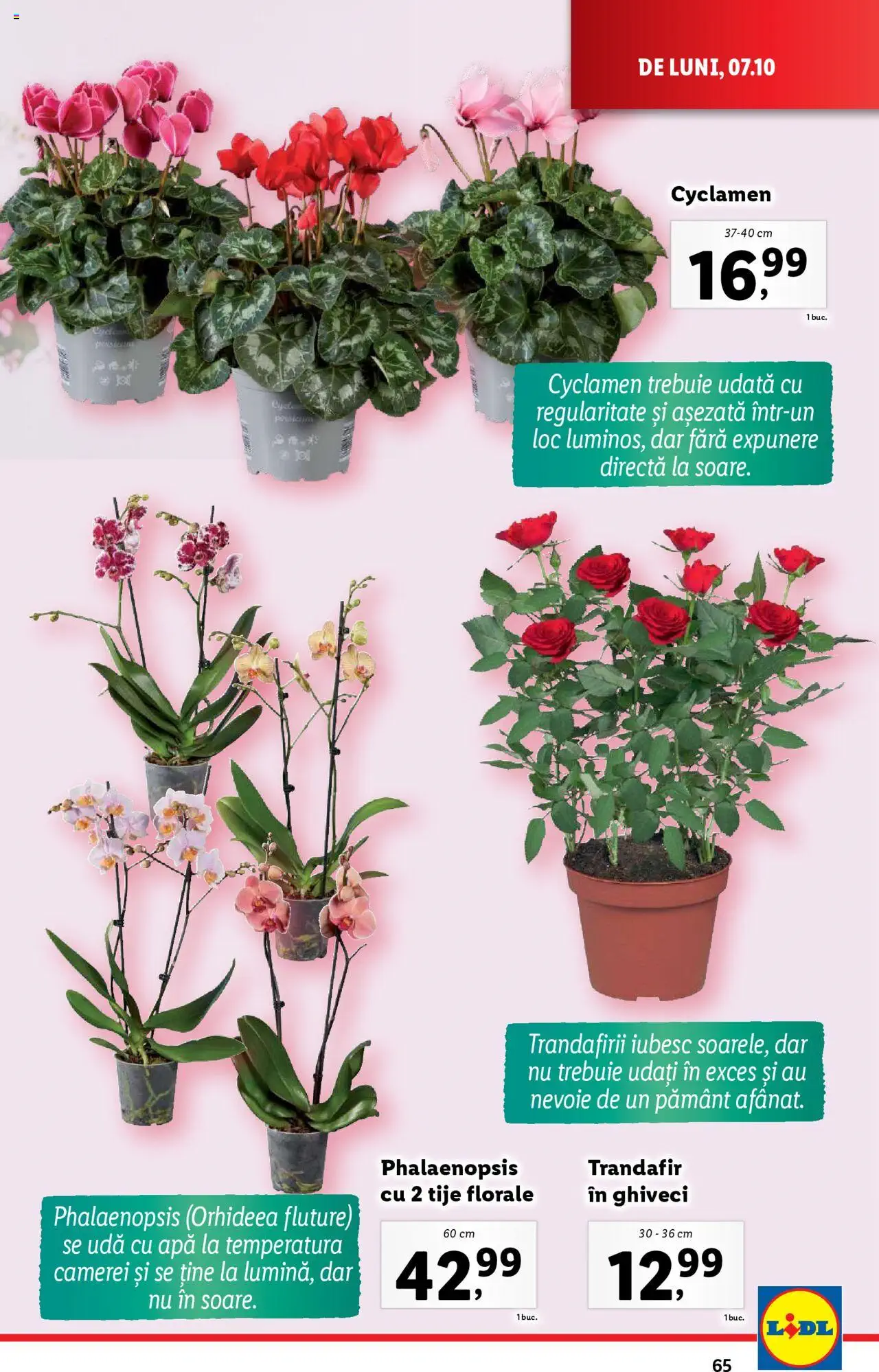 Catalog LIDL 7 - 13 Octombrie 2024 | Pagina 65
