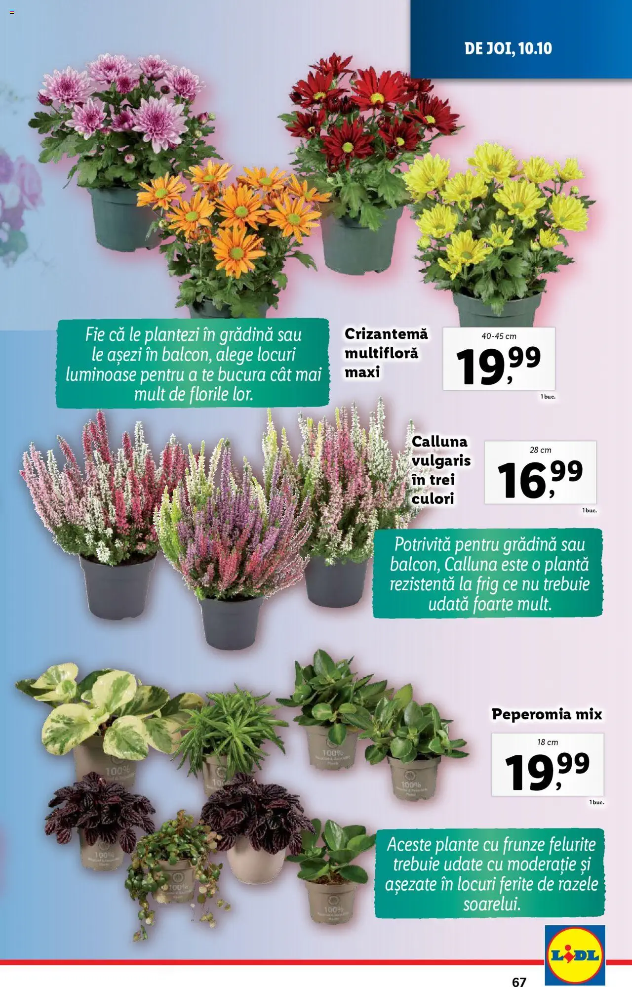 Catalog LIDL 7 - 13 Octombrie 2024 | Pagina 67