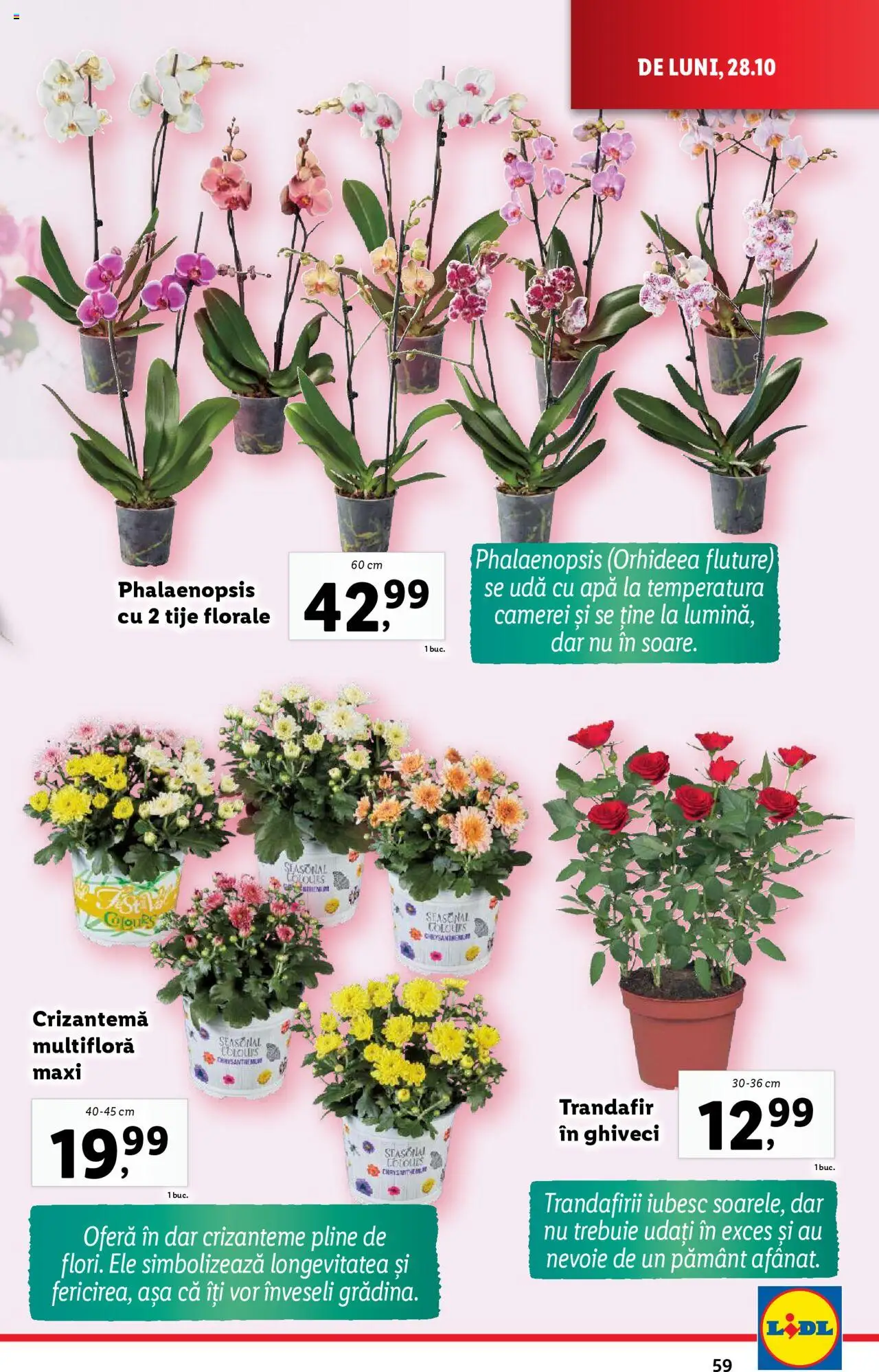 Catalog LIDL 28 Octombrie - 3 Noiembrie 2024 | Pagina 59