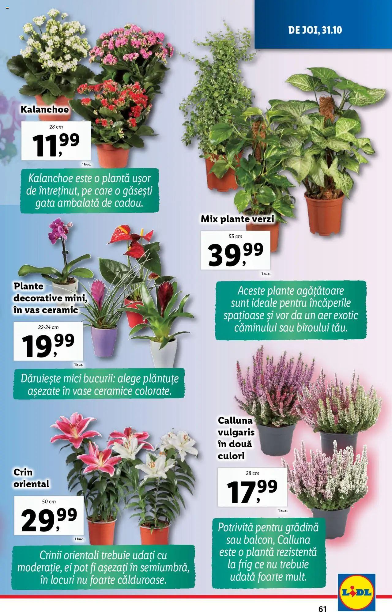 Catalog LIDL 28 Octombrie - 3 Noiembrie 2024 | Pagina 61
