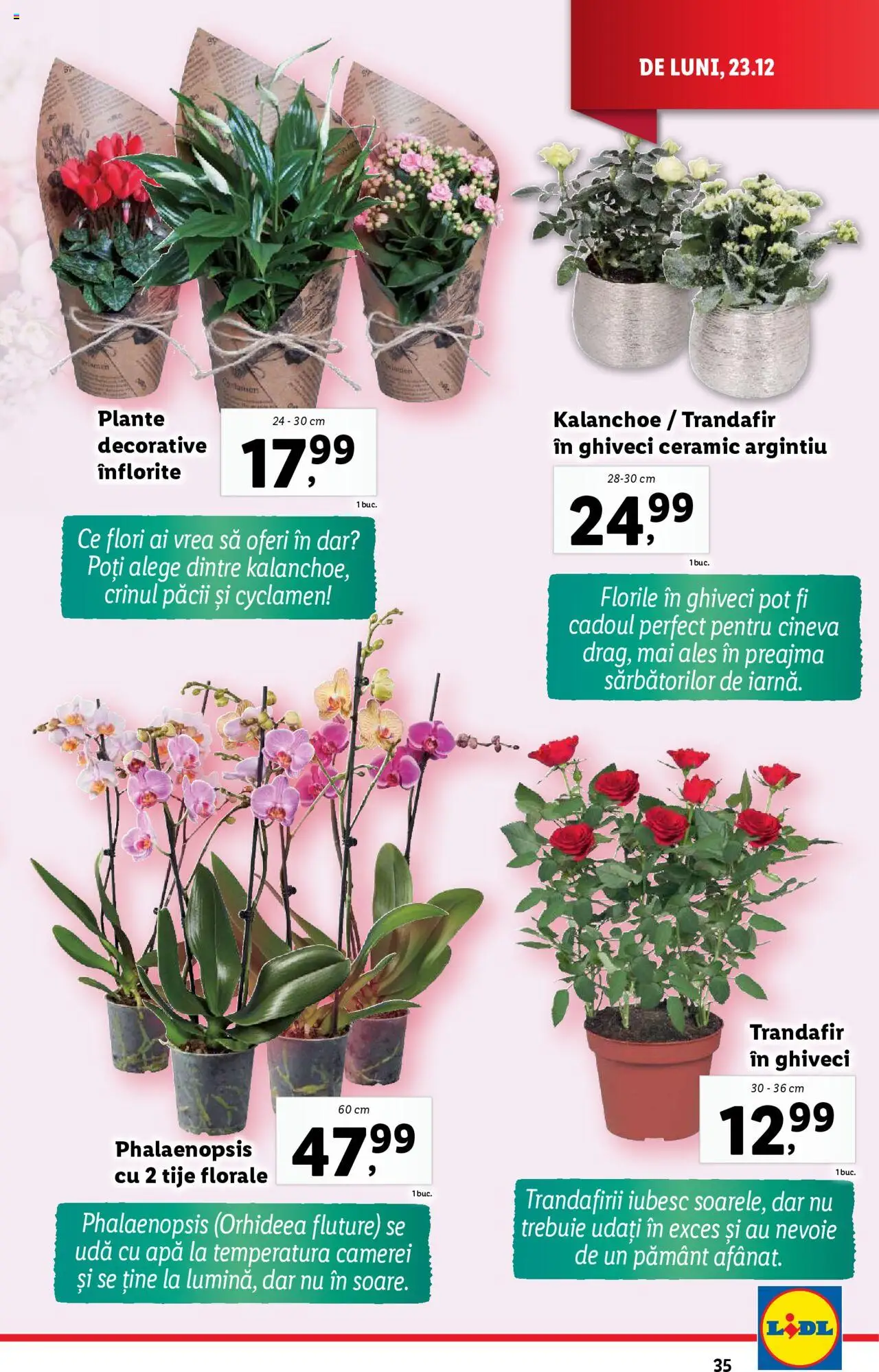 Catalog LIDL 27 - 31 Decembrie 2024 | Pagina 35