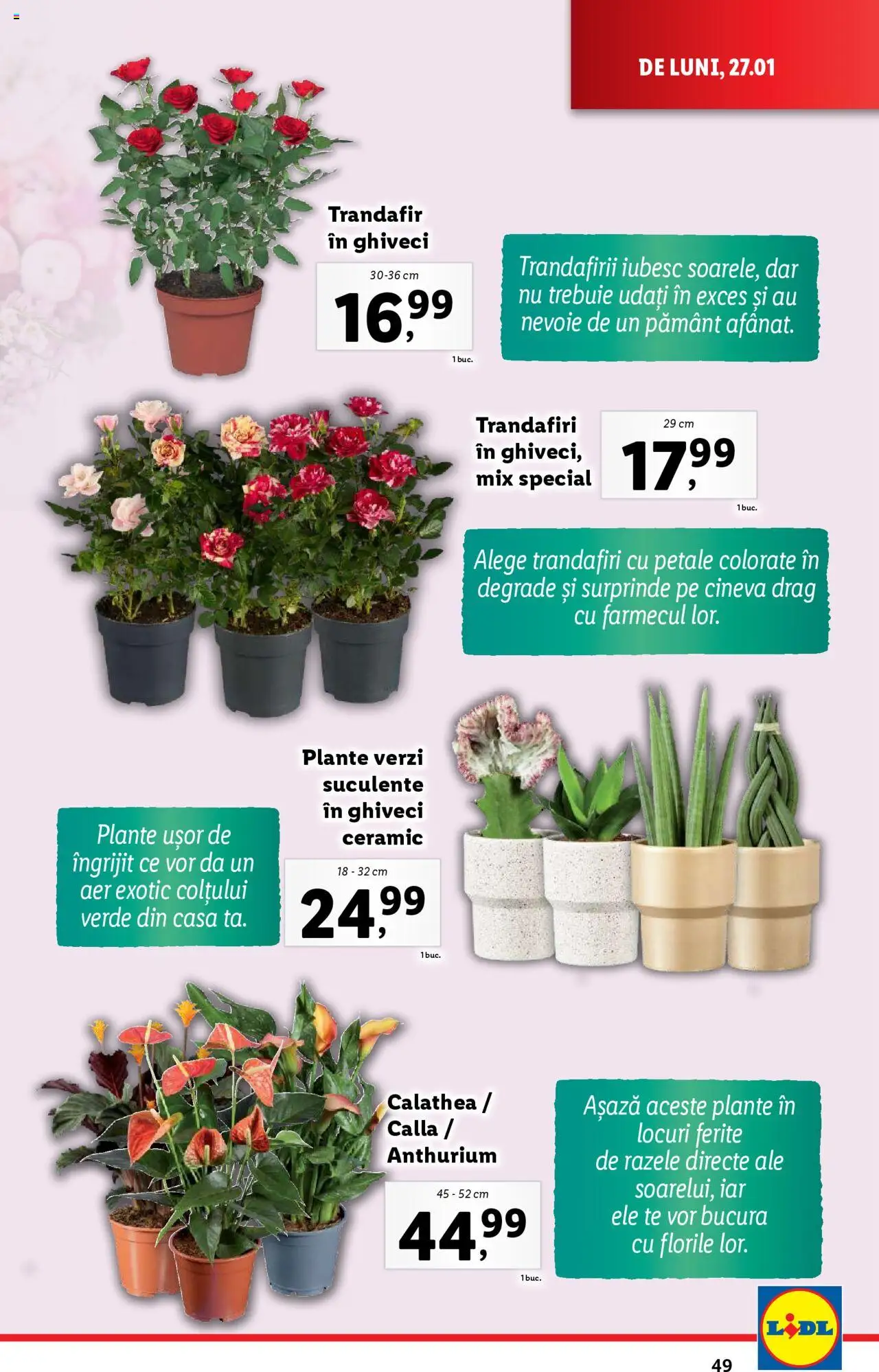 Catalog LIDL 27 Ianuarie - 2 Februarie 2025 | Pagina 49 | Produse: Trandafir, Ghiveci