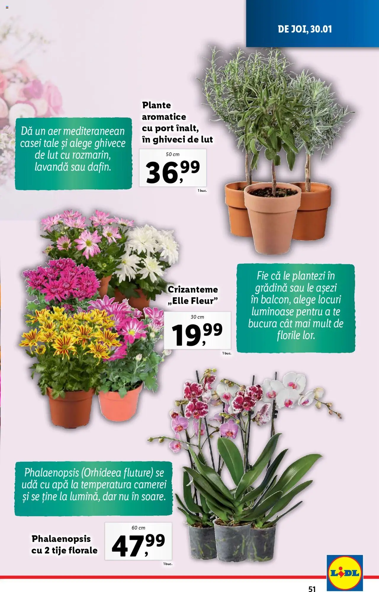 Catalog LIDL 27 Ianuarie - 2 Februarie 2025 | Pagina 51 | Produse: Ghiveci, Apă