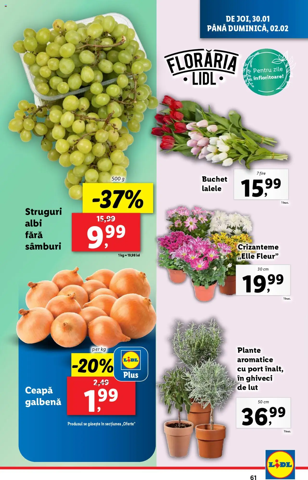 Catalog LIDL 27 Ianuarie - 2 Februarie 2025 | Pagina 61 | Produse: Struguri, Ghiveci, Ceapă