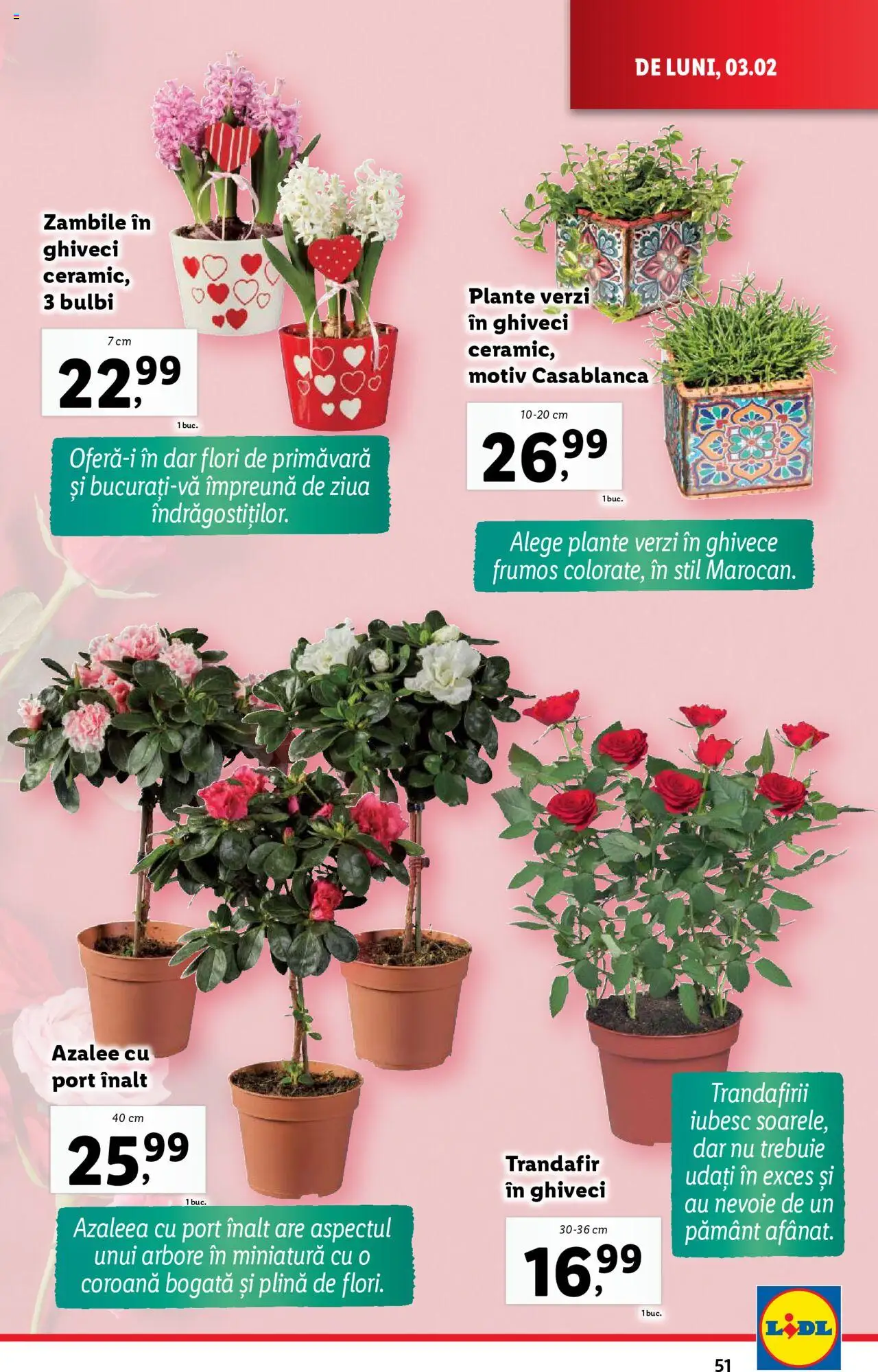 Catalog LIDL 3 - 9 Februarie 2025 | Pagina 51 | Produse: Trandafir, Ghiveci