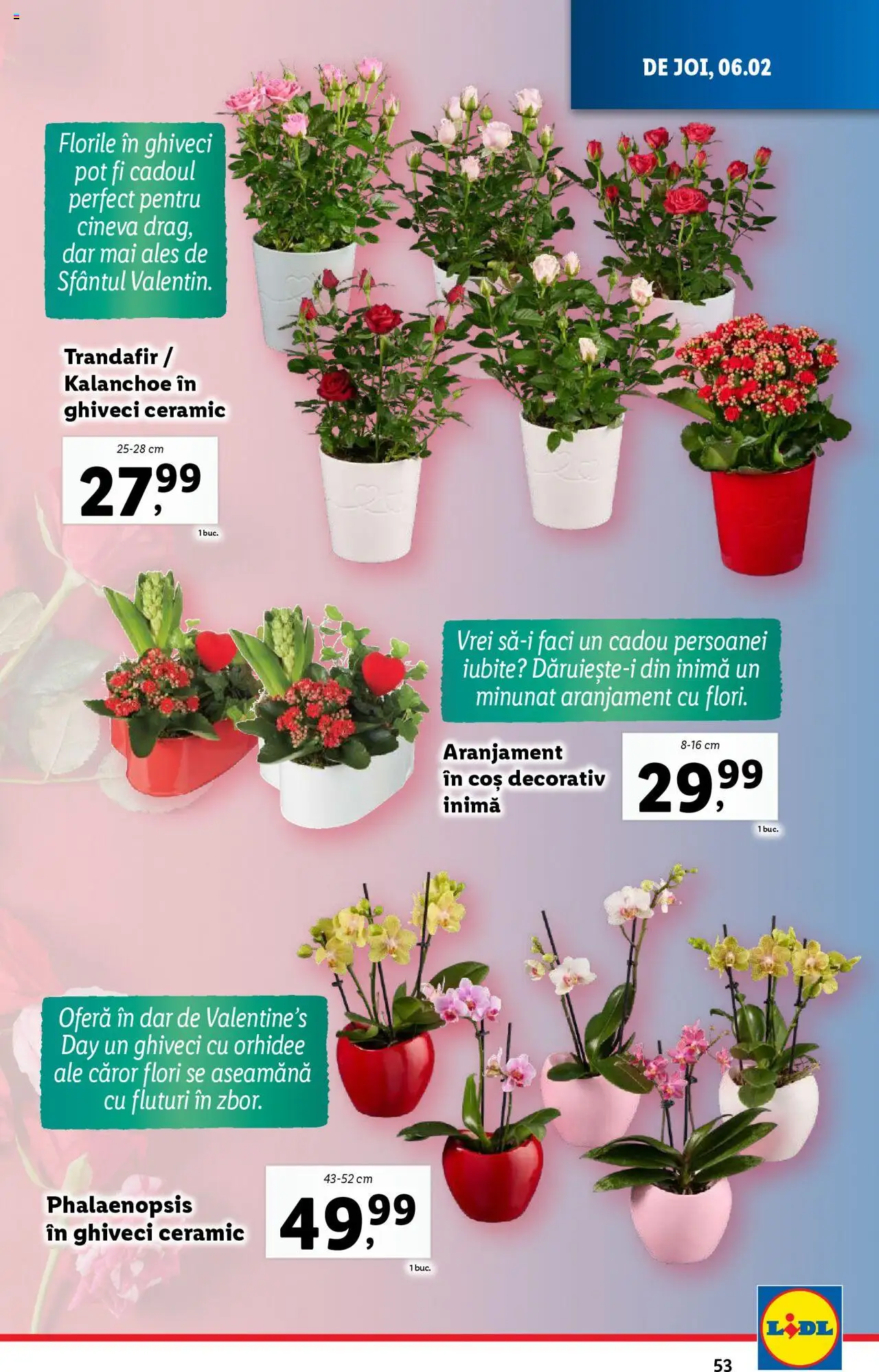 Catalog LIDL 3 - 9 Februarie 2025 | Pagina 53 | Produse: Trandafir, Orhidee, Coș, Ghiveci