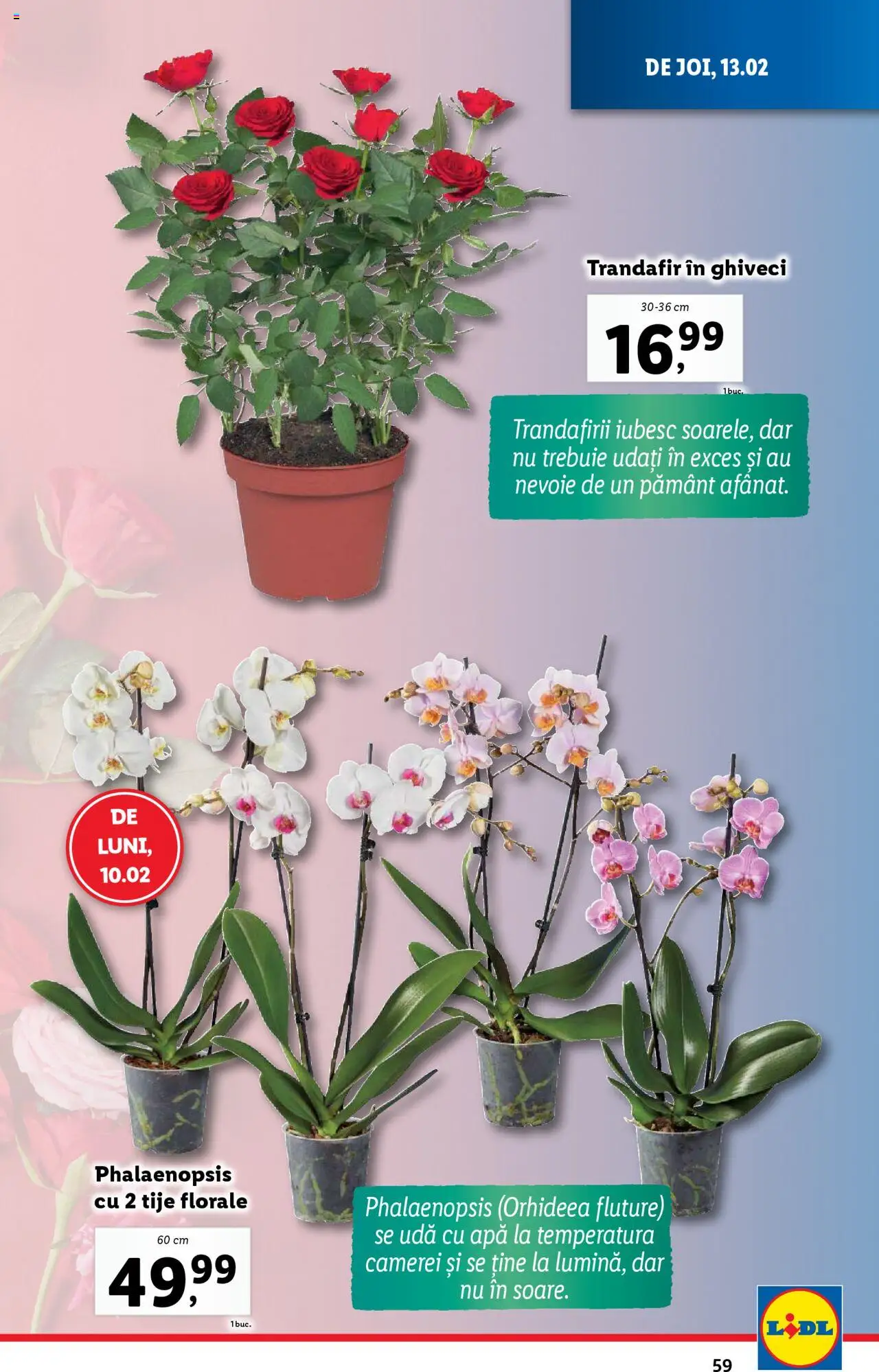 Catalog LIDL 10 - 16 Februarie 2025 | Pagina 59 | Produse: Trandafir, Ghiveci, Apă
