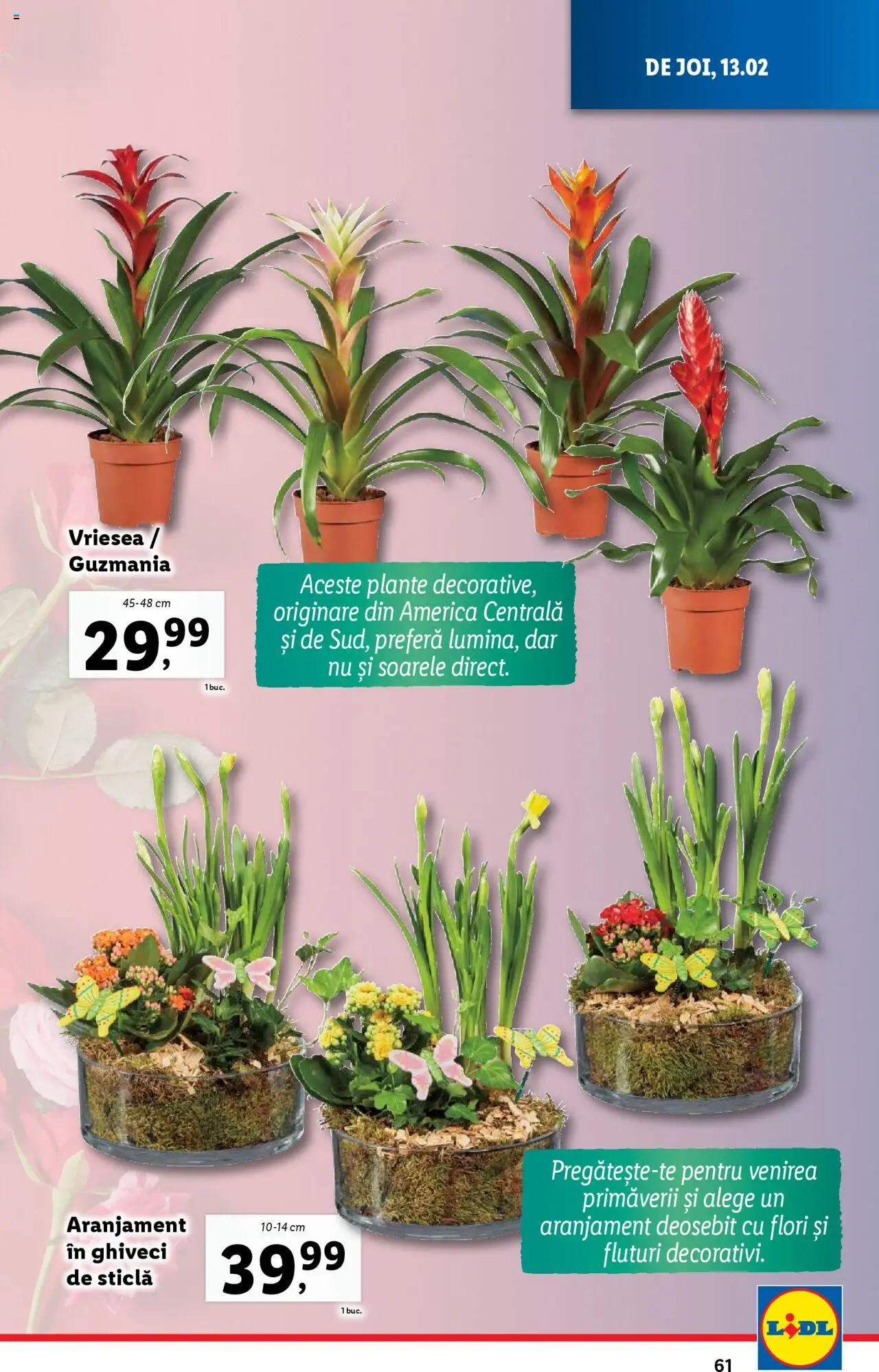 Catalog LIDL 10 - 16 Februarie 2025 | Pagina 61 | Produse: Ghiveci