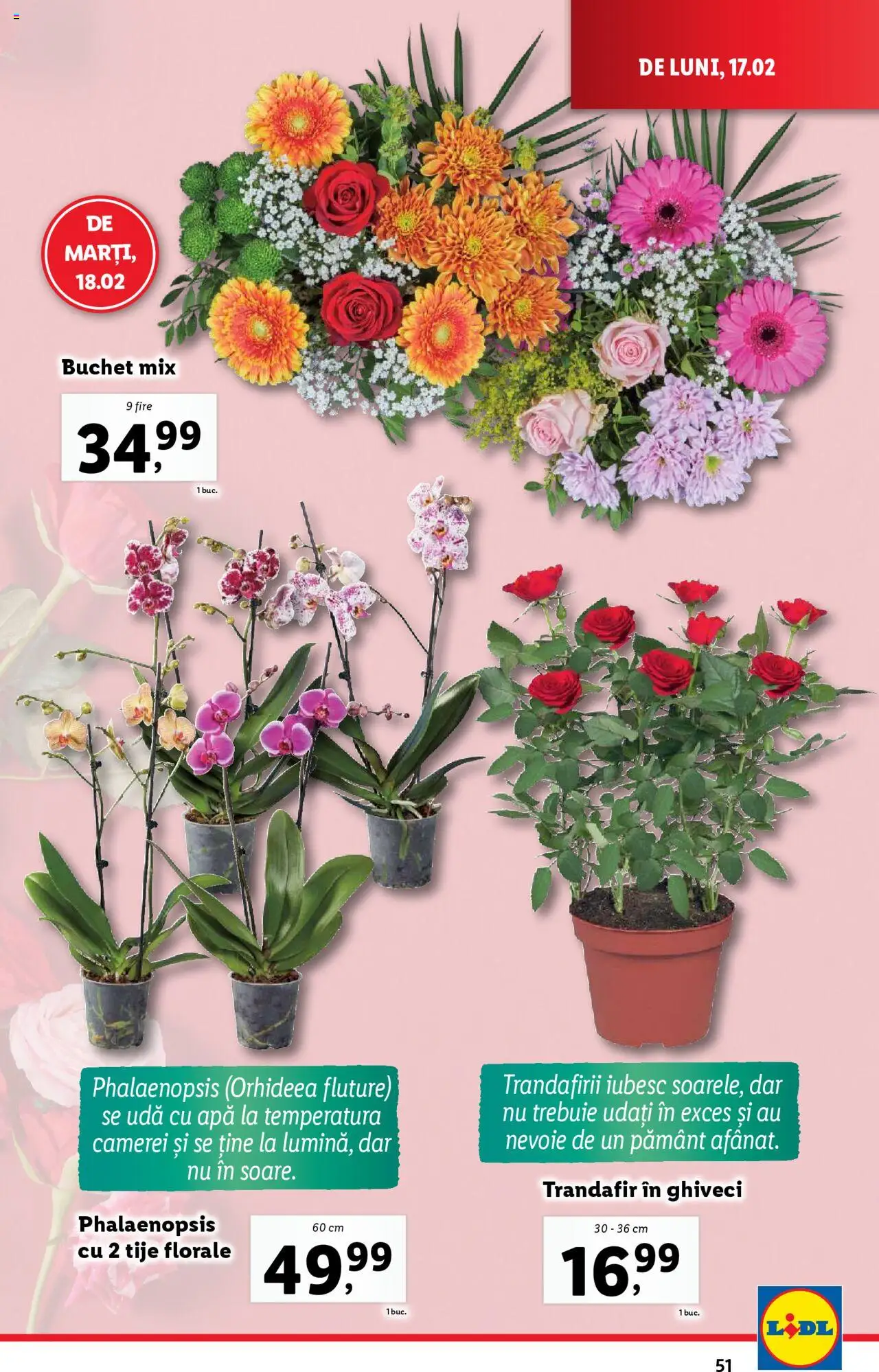 Catalog LIDL 17 - 23 Februarie 2025 | Pagina 51 | Produse: Trandafir, Ghiveci, Apă