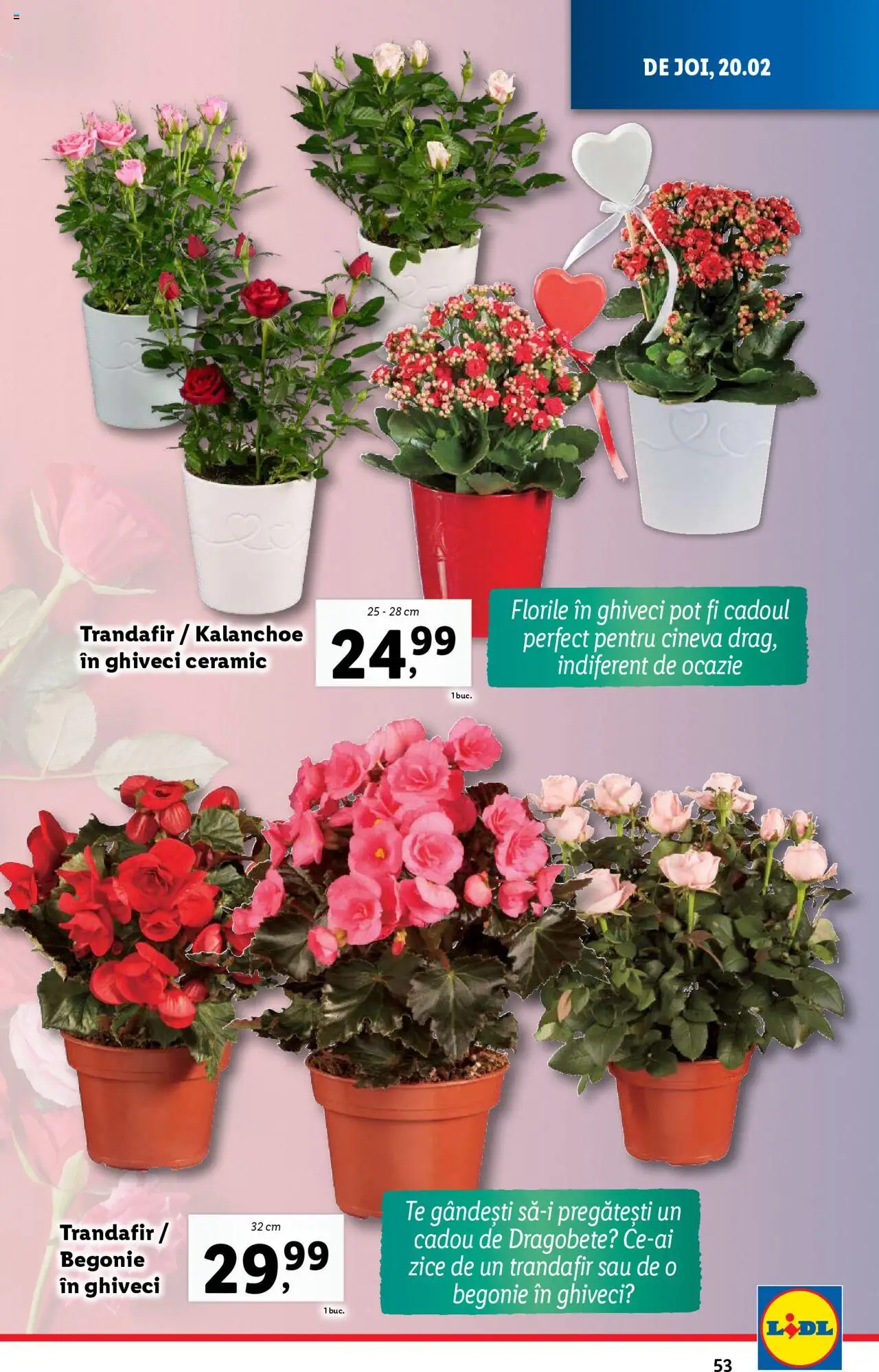 Catalog LIDL 17 - 23 Februarie 2025 | Pagina 53 | Produse: Trandafir, Ghiveci, Ceai