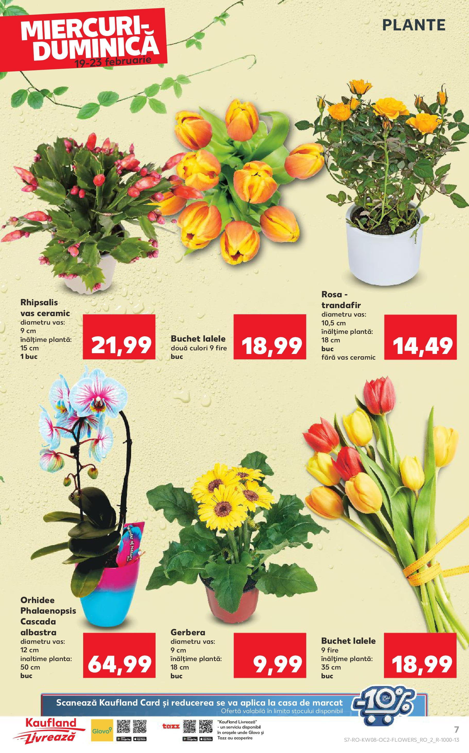 Catalog Kaufland 19 - 25 Februarie 2025 | Pagina 7 | Produse: Trandafir, Orhidee