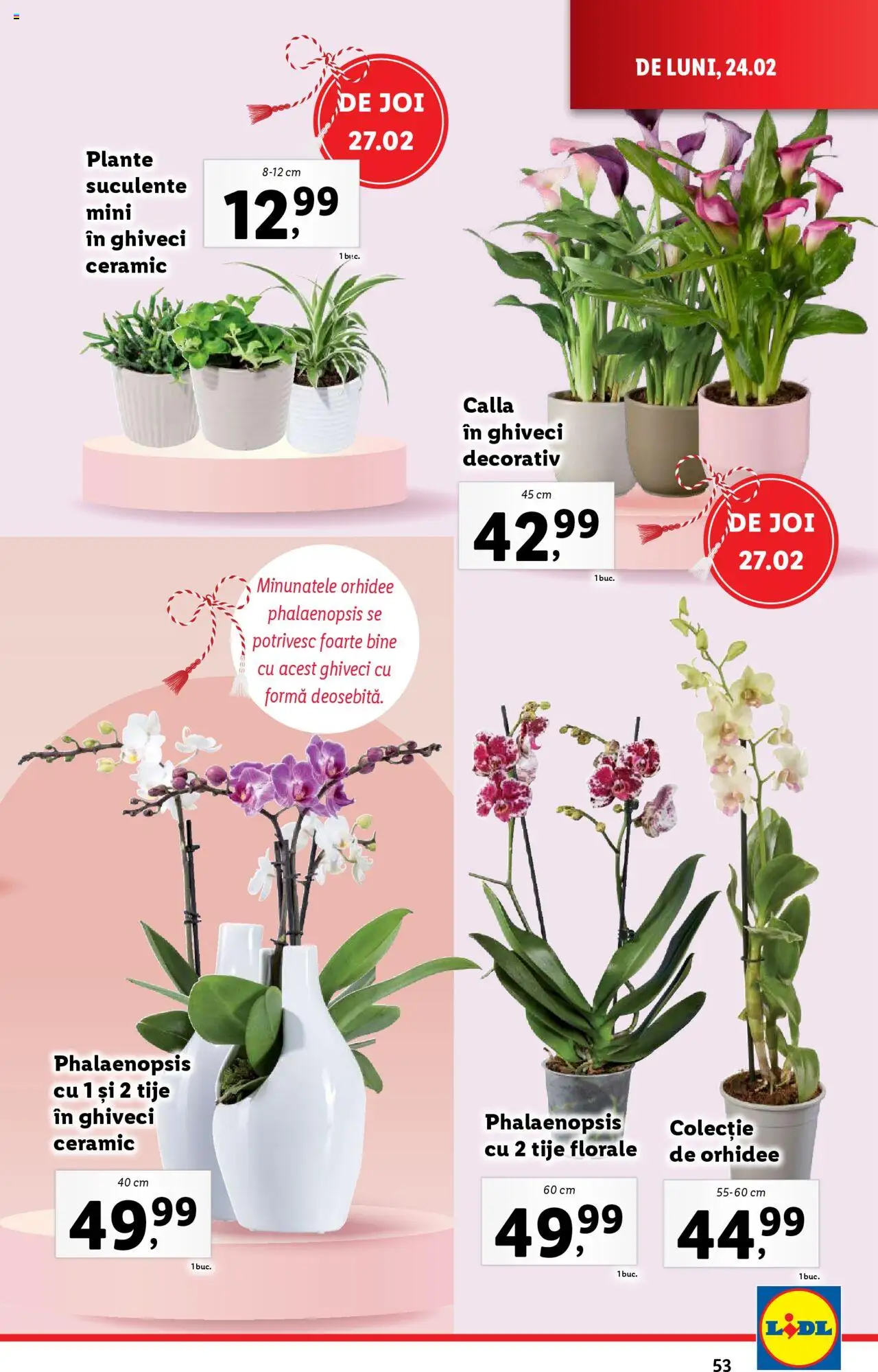 Catalog LIDL 24 Februarie - 2 Martie 2025 | Pagina 53 | Produse: Orhidee, Ghiveci