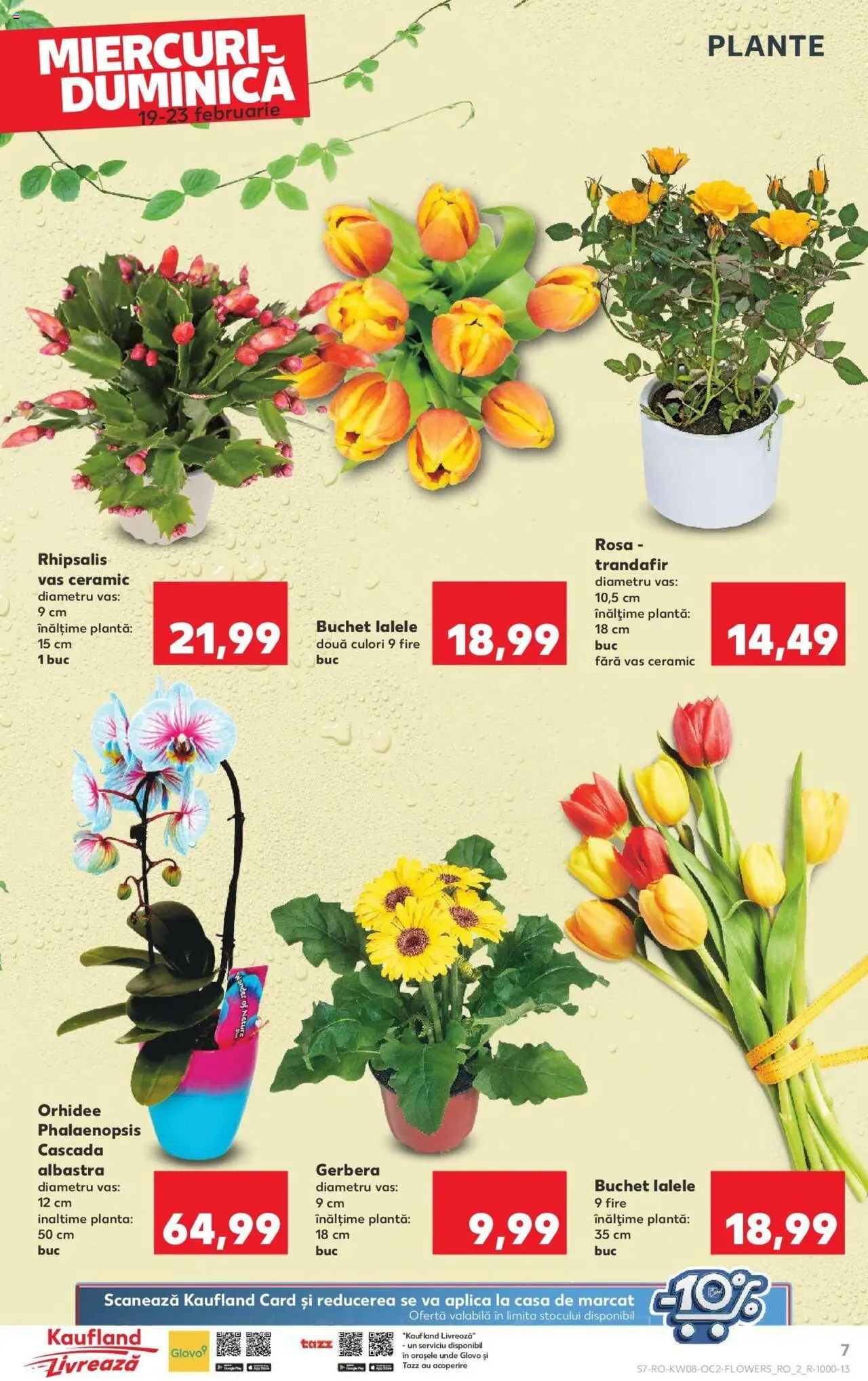 Catalog Kaufland 19 - 25 Februarie 2025 | Pagina 7 | Produse: Trandafir, Orhidee