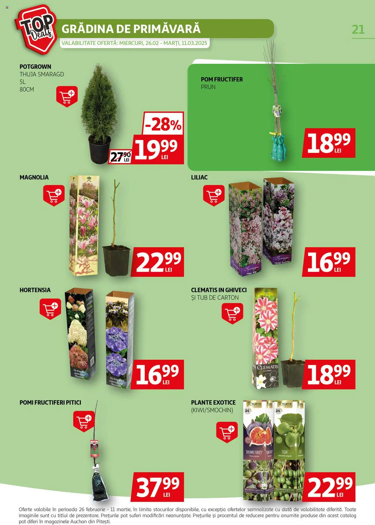 Catalog Auchan 26 Februarie - 11 Martie 2025 | Pagina 21 | Produse: Ghiveci