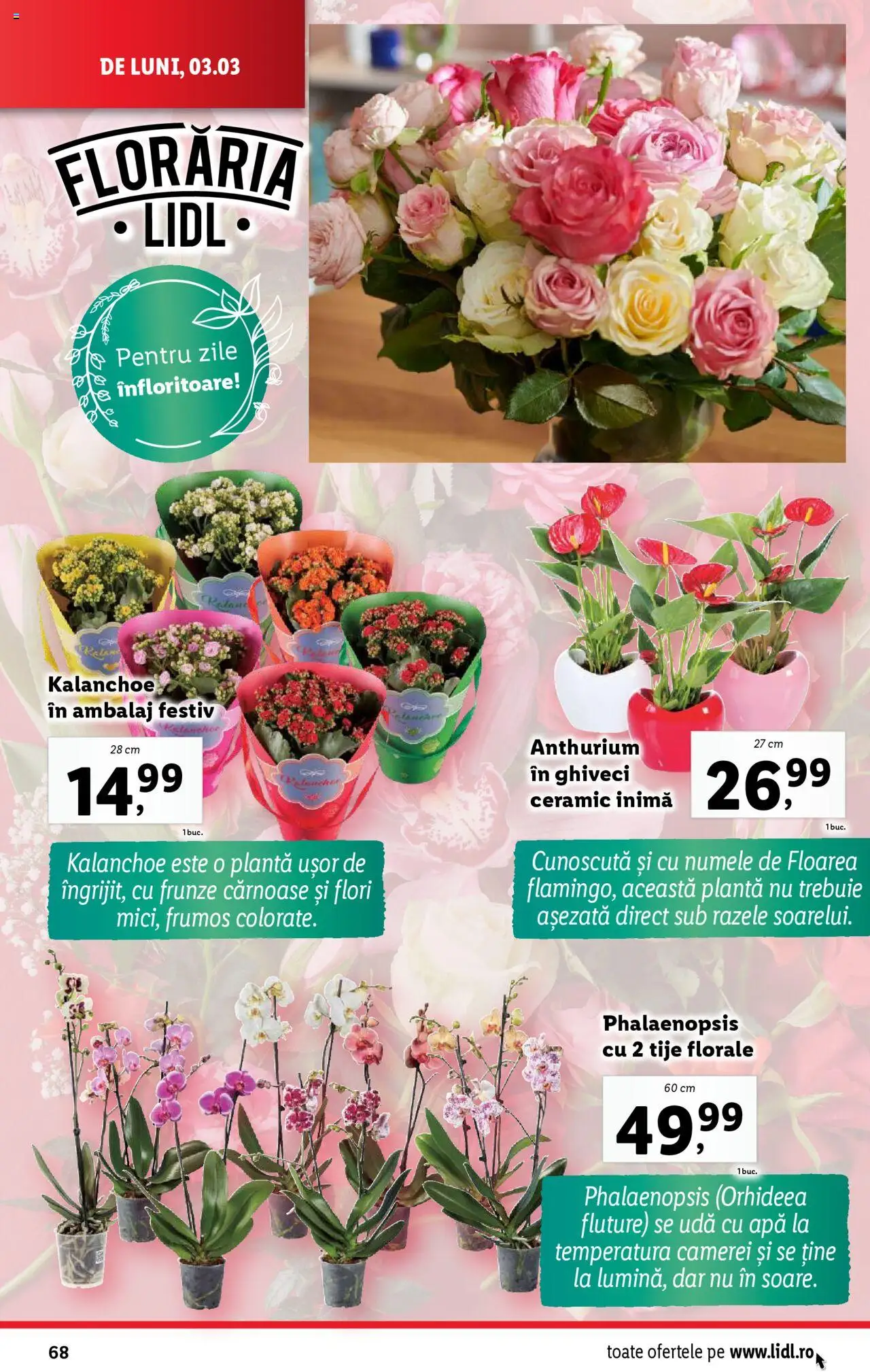 Catalog LIDL 3 - 9 Martie 2025 | Pagina 68 | Produse: Ghiveci, Apă