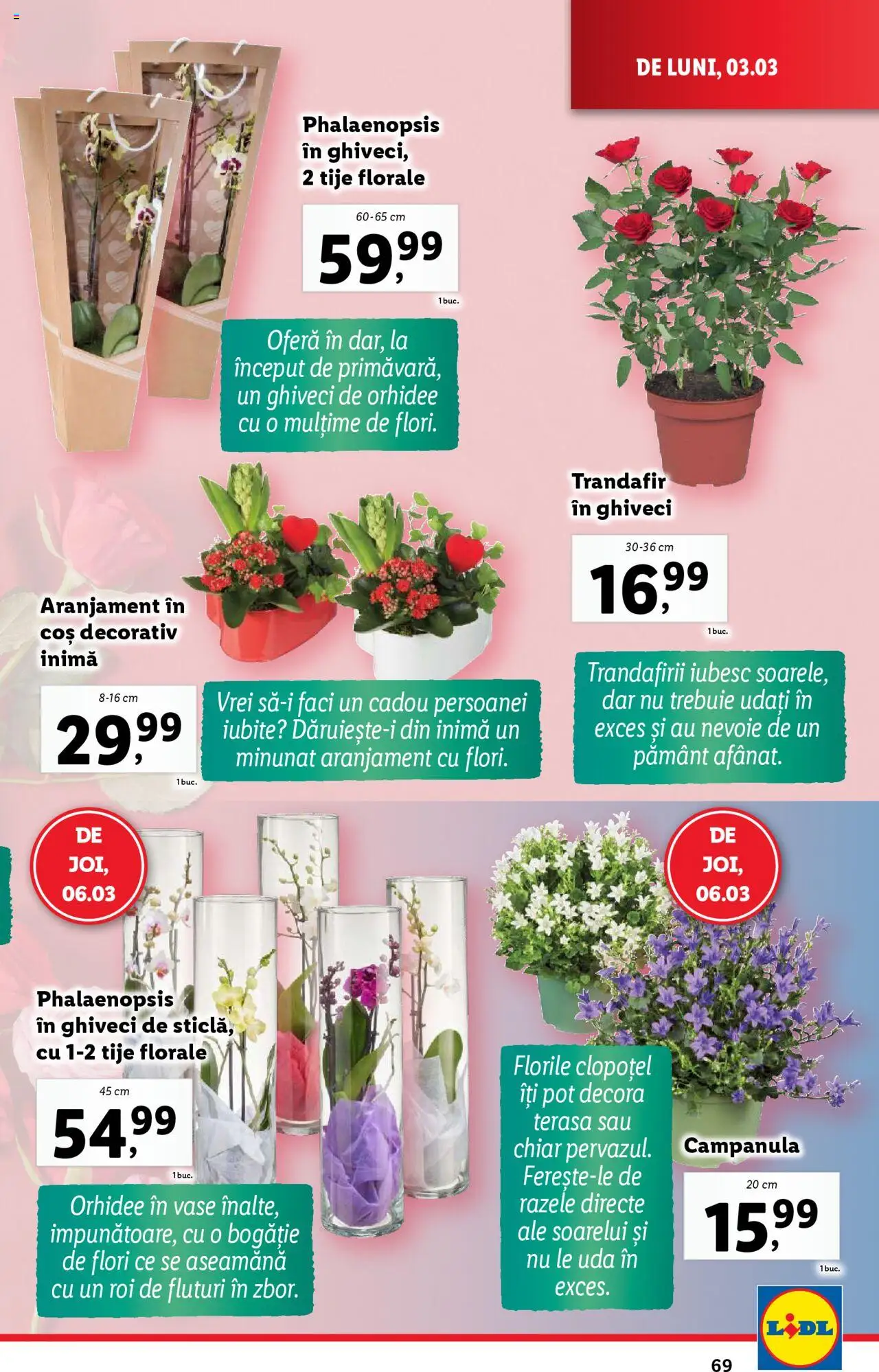 Catalog LIDL 3 - 9 Martie 2025 | Pagina 69 | Produse: Trandafir, Orhidee, Coș, Ghiveci