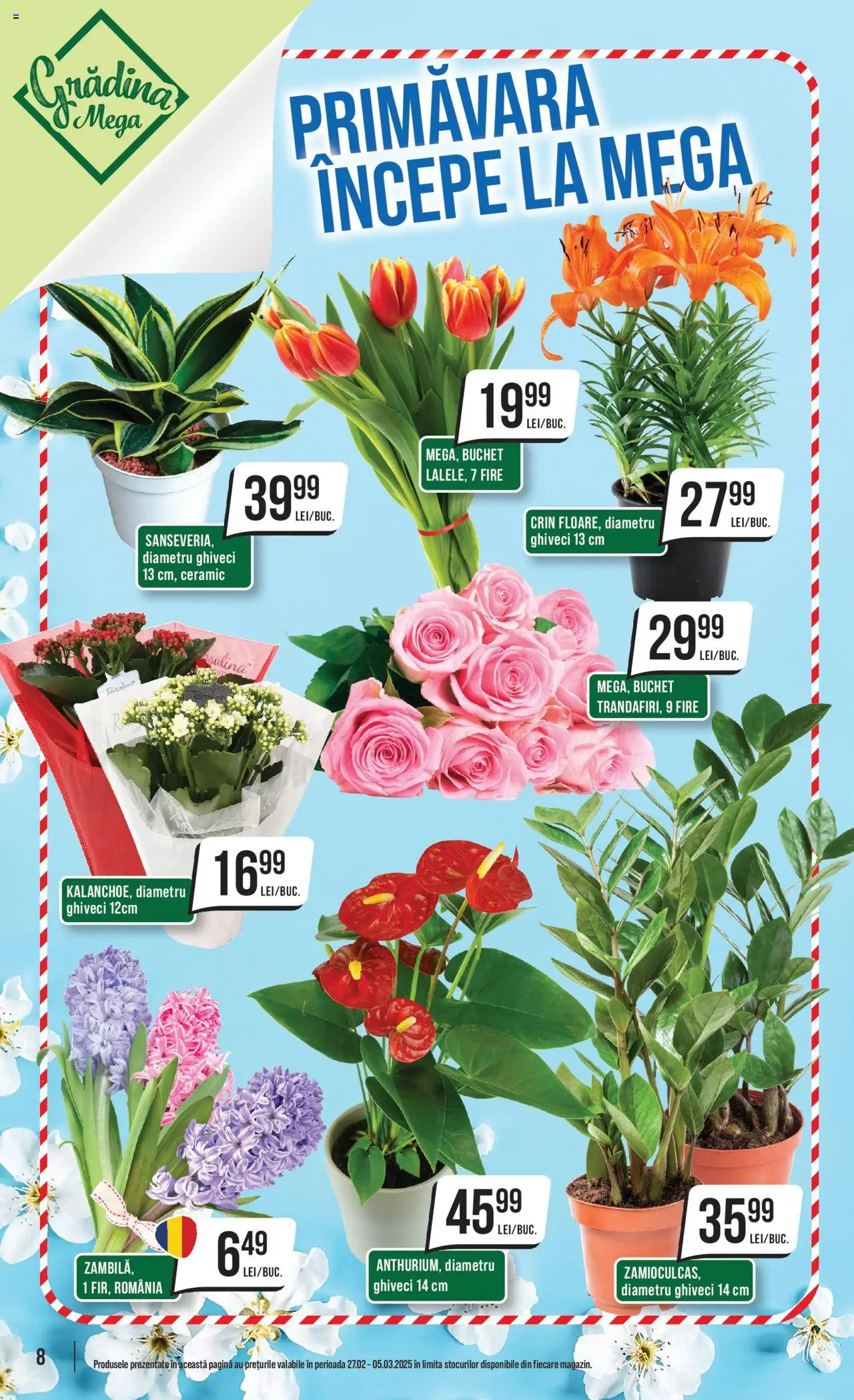 Catalog Mega Image 27 Februarie - 5 Martie 2025 | Pagina 8 | Produse: Ghiveci
