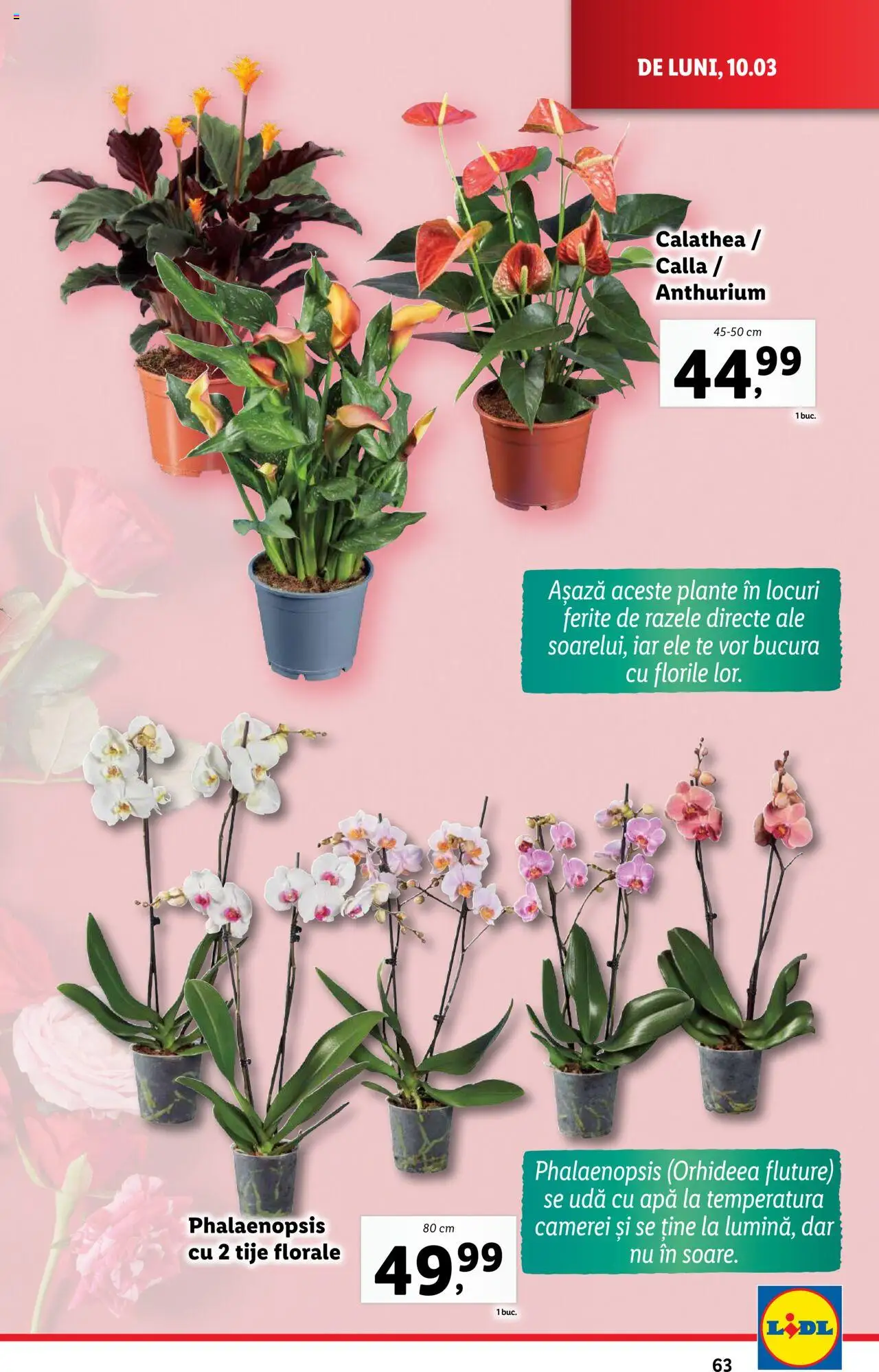 Catalog LIDL 10 - 16 Martie 2025 | Pagina 63 | Produse: Apă