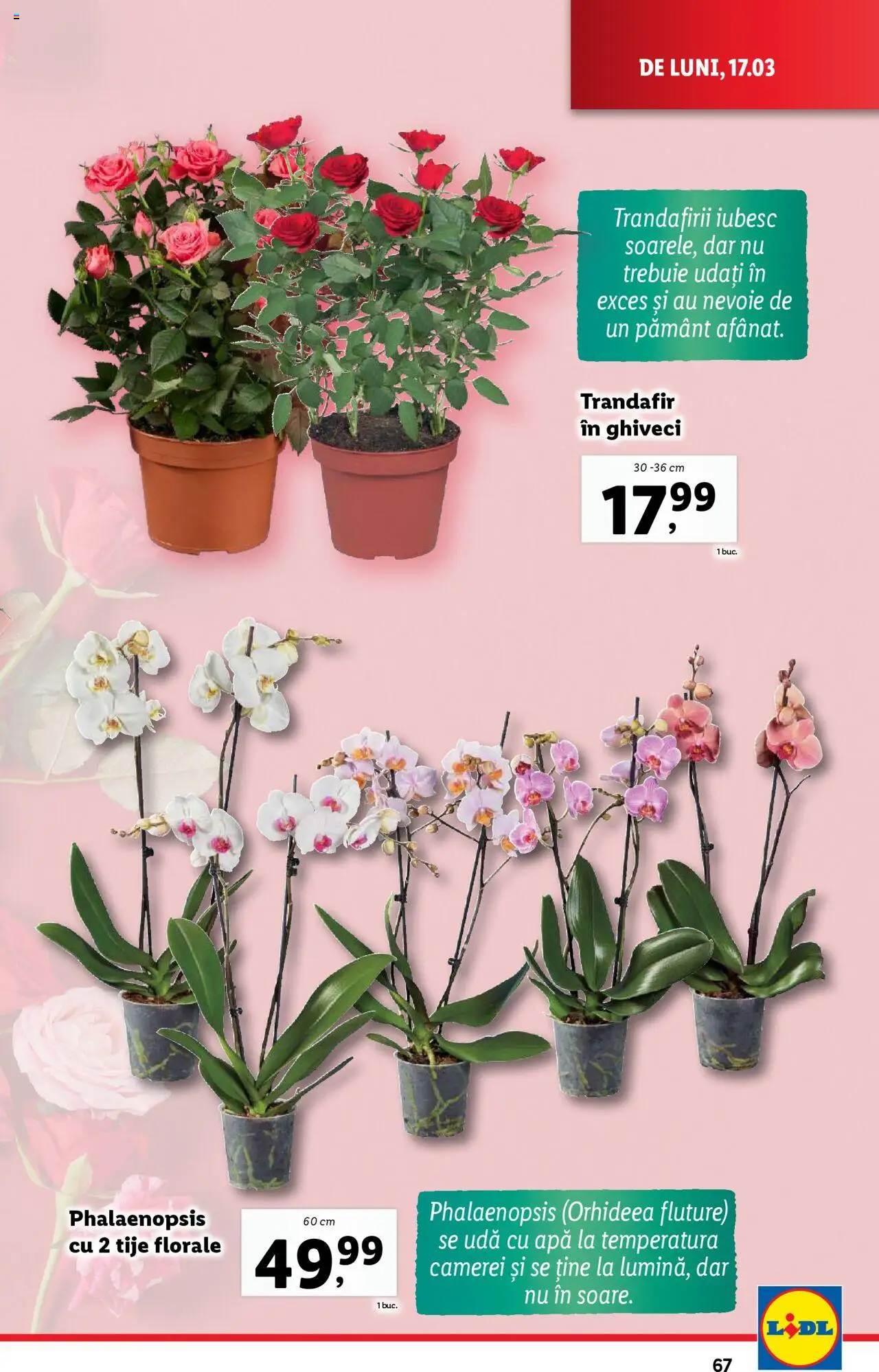 Catalog LIDL 17 - 23 Martie 2025 | Pagina 67 | Produse: Trandafir, Ghiveci, Apă