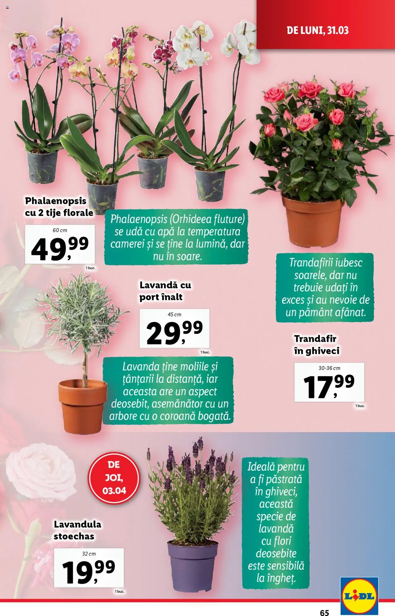Catalog LIDL 31 Martie - 6 Aprilie 2025 | Pagina 65 | Produse: Trandafir, Ghiveci, Apă