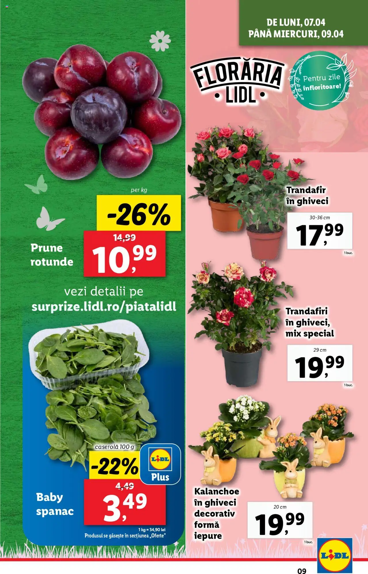 Catalog LIDL 7 - 13 Aprilie 2025 | Pagina 9 | Produse: Trandafir, Ghiveci, Prune