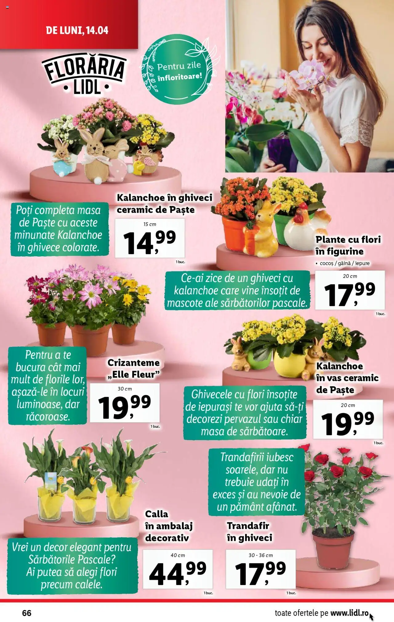 Catalog LIDL 14 - 19 Aprilie 2025 | Pagina 66 | Produse: Trandafir, Ghiveci, Ceai, Paste