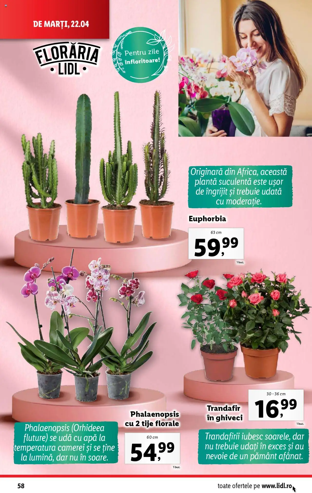 Catalog LIDL 22 - 27 Aprilie 2025 | Pagina 58 | Produse: Trandafir, Ghiveci, Apă