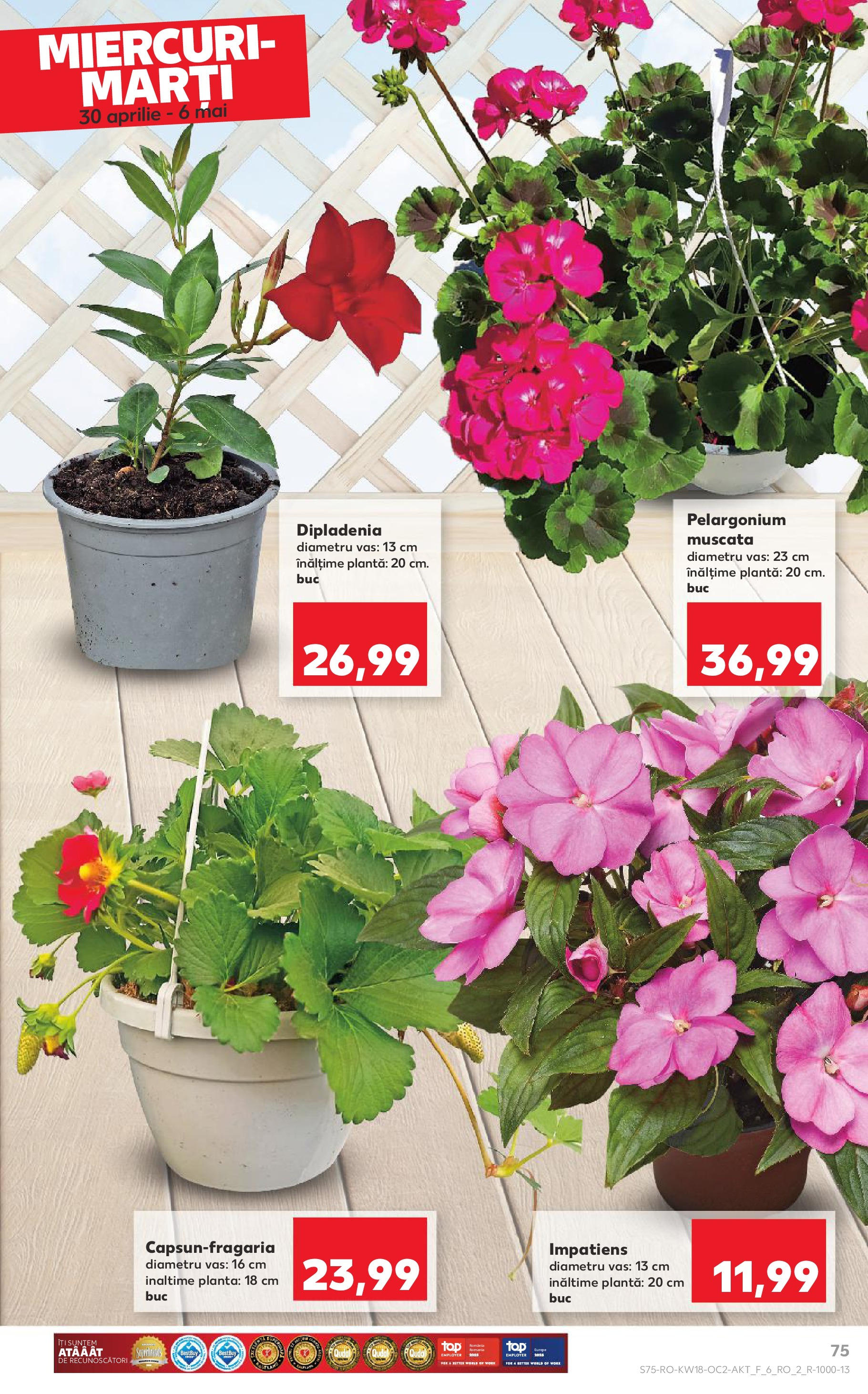 Catalog Kaufland 30 Aprilie - 6 Mai 2025 | Pagina 75 | Produse: Dipladenia
